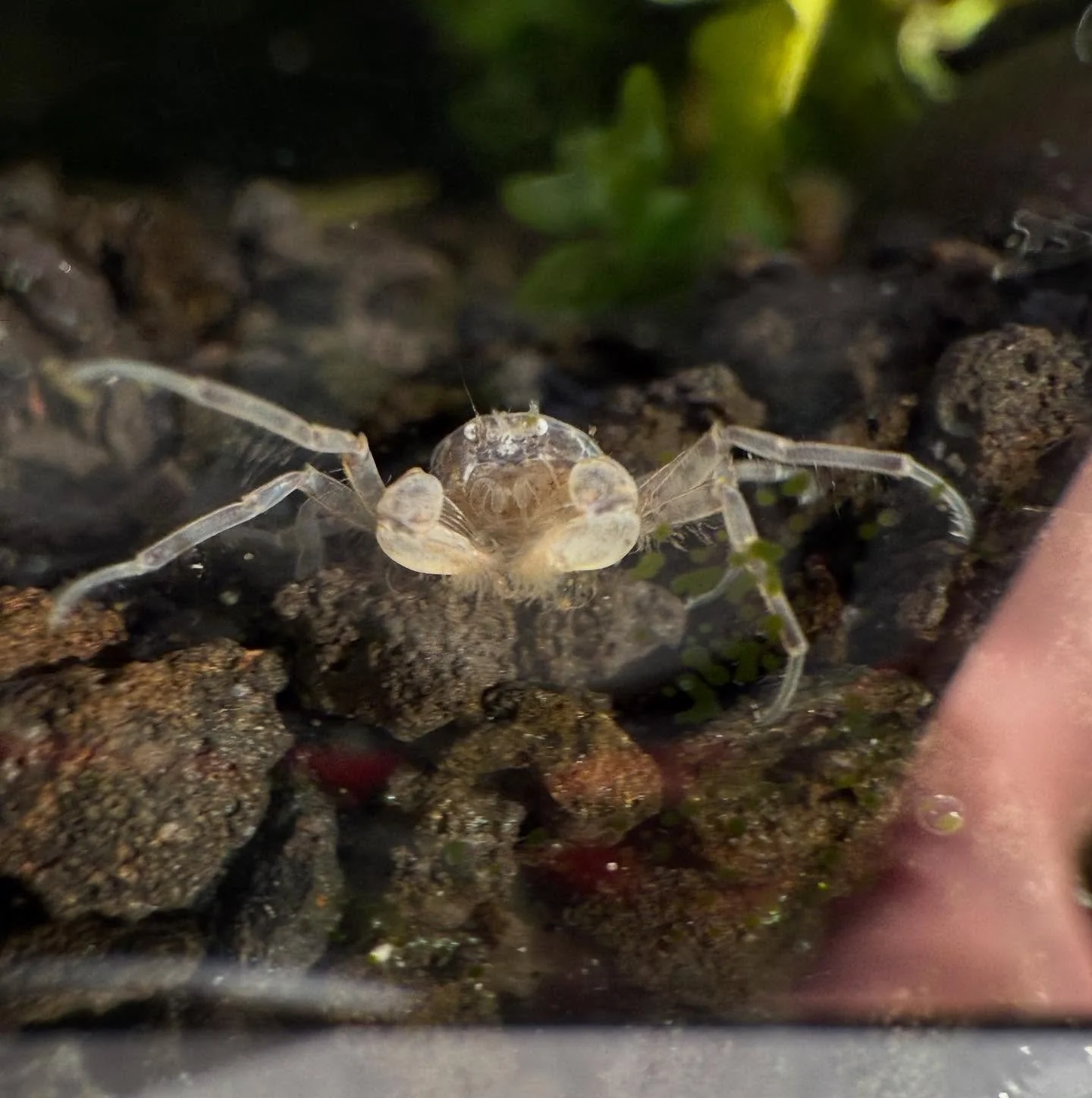 Freshwater Thai Micro Crab 
.
.
.
.
.
#southernaquaticslfs #localfishstore #roswell #georgia #atlanta #marietta #woodstock #alpharetta #plantedaquarium #plantedtank #freshwaterfish #nanotank #southamericancichlids #africancichilds #plants #centralame