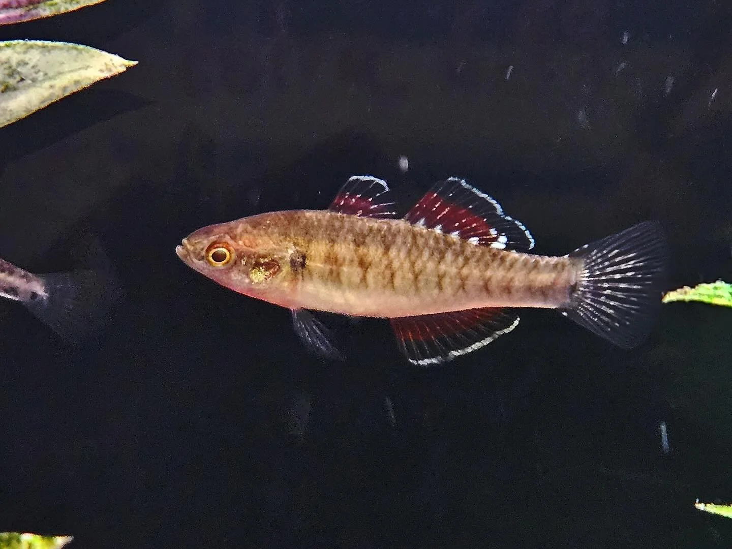 A few things from our freshwater order this week! 
.
.
.
.
.
#southernaquaticslfs #localfishstore #roswell #georgia #atlanta #marietta #woodstock #alpharetta #plantedaquarium #plantedtank #freshwaterfish #nanotank #southamericancichlids #africancichi