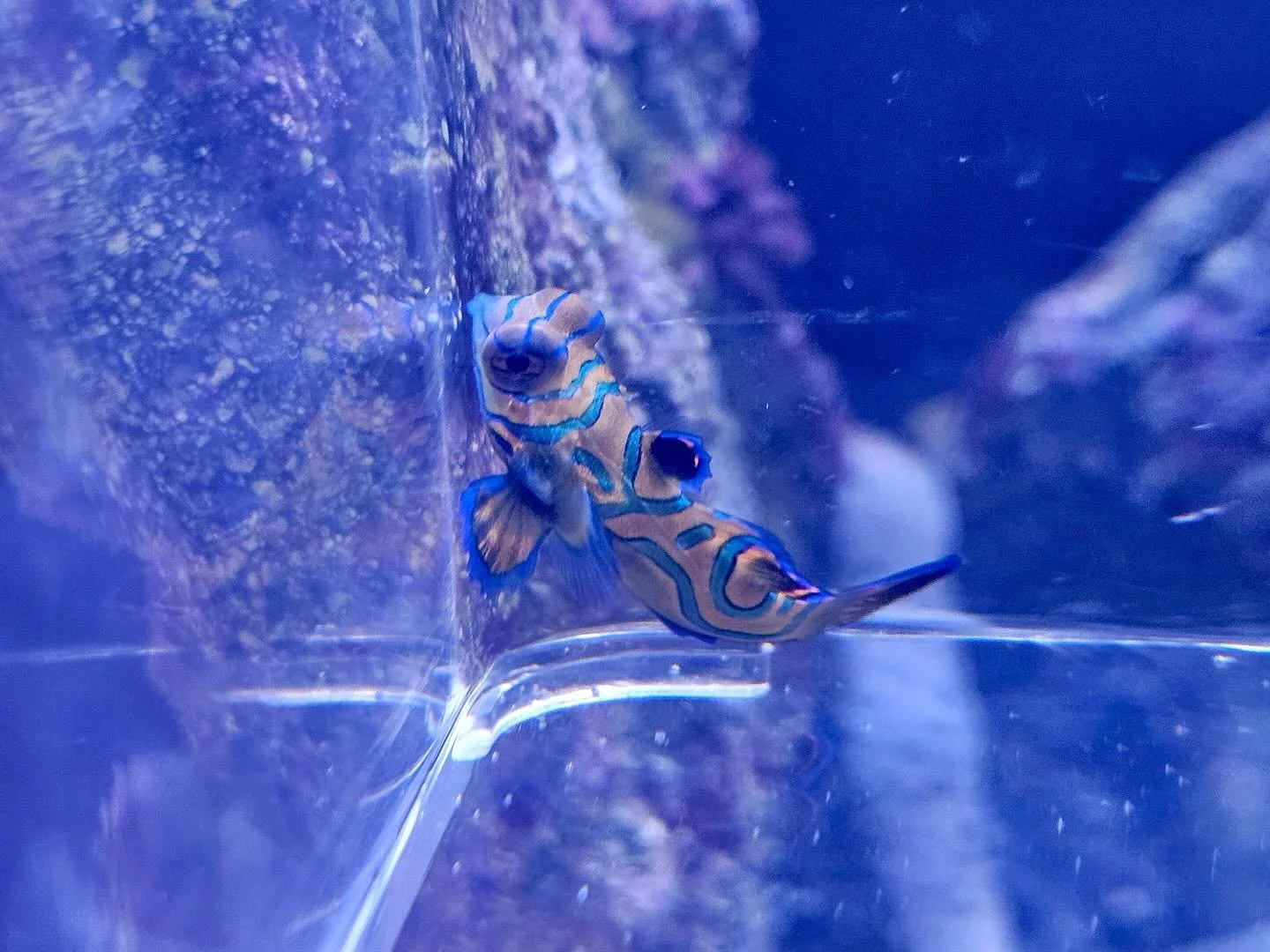 Just arrived!! 
@biotaaquariums mandarins (regular sharpie for size 😂), yellow tangs and coral beautys! All captive bred 😍
.
.
.
.
.
#southernaquaticslfs #localfishstore #roswell #georgia #atlanta #marietta #woodstock #alpharetta #plantedaquarium #