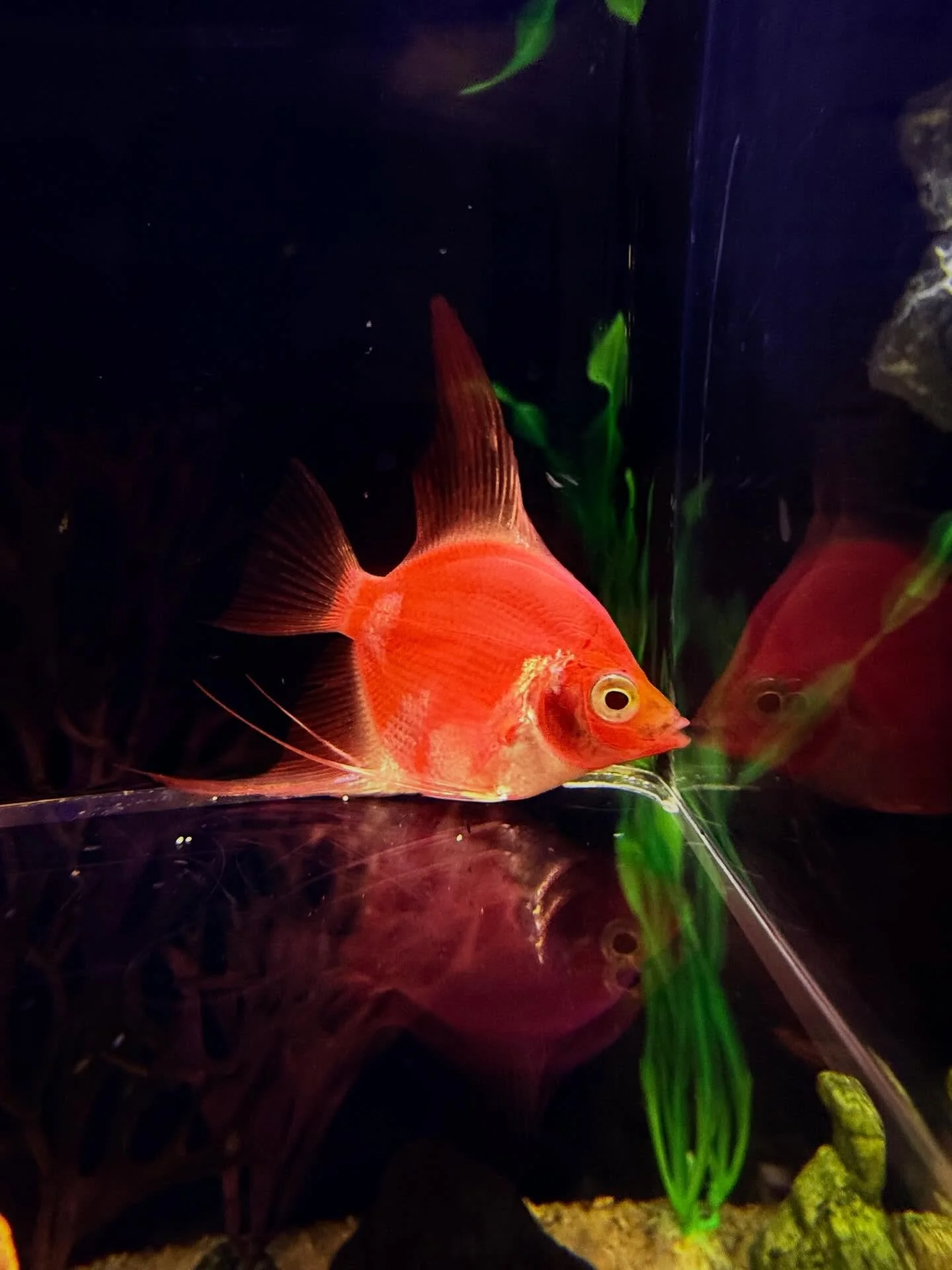 A few GloFish Angels have arrived! 😍 #glofish #freshwateraquarium #plantedtank #aquarium