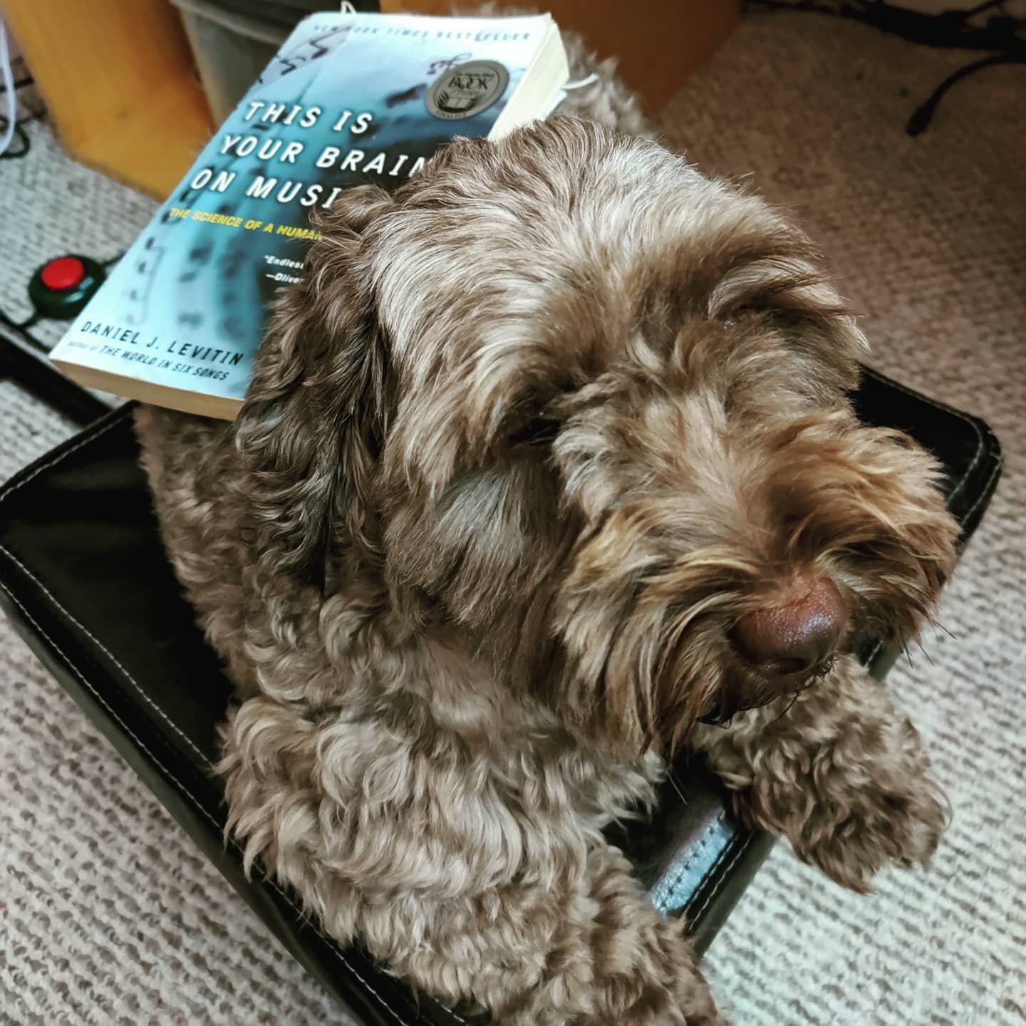 This is your brain on music on a dog on an ottoman.

No I didn't spend a half hour with treats training coconut to hold still for an insta post, why did you even ask such a weird and specific question? 

#bored #inthehouse