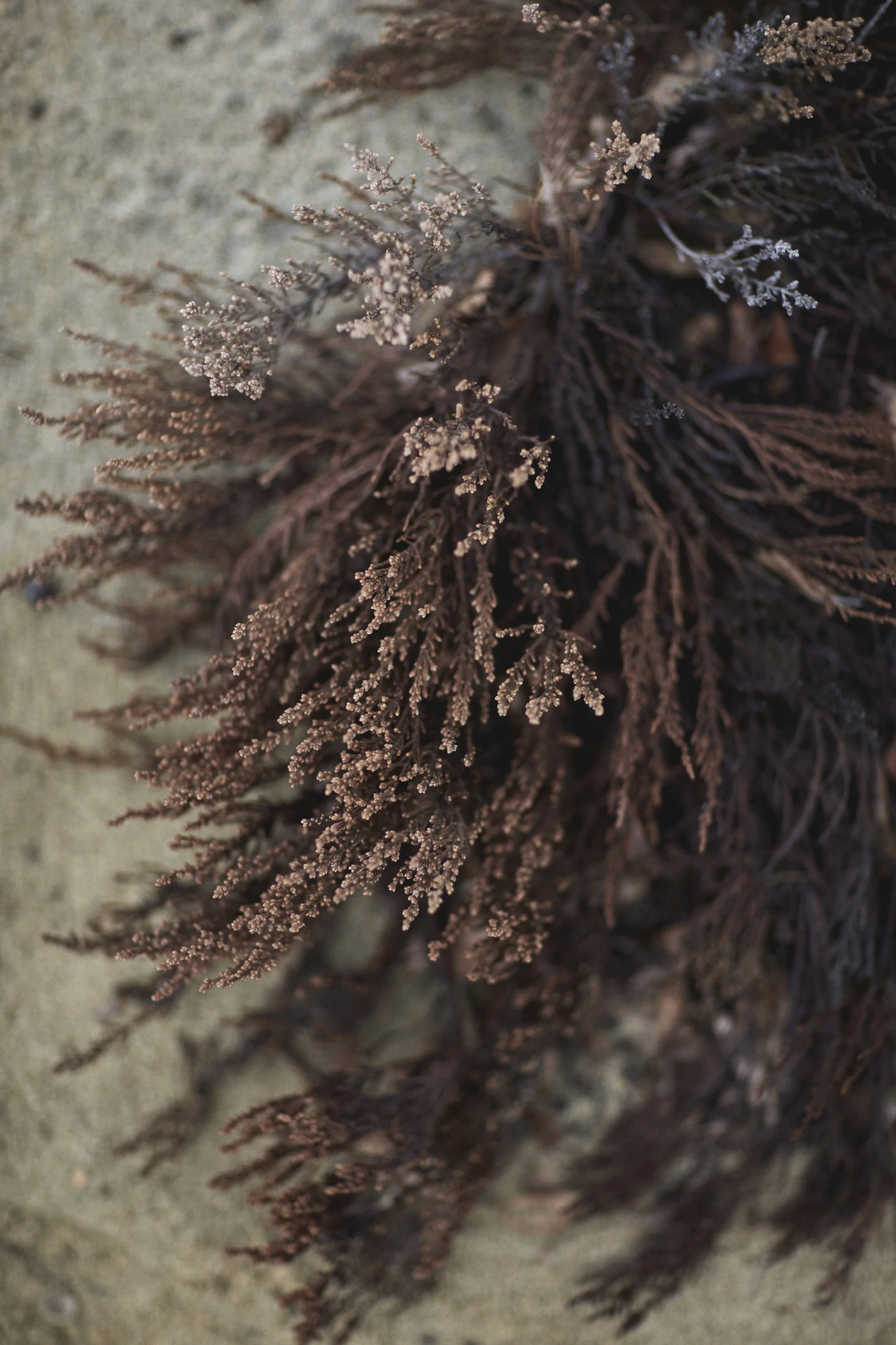 IN ESILIO CAMPAIGN_GLEN ALLSOP_009.JPG