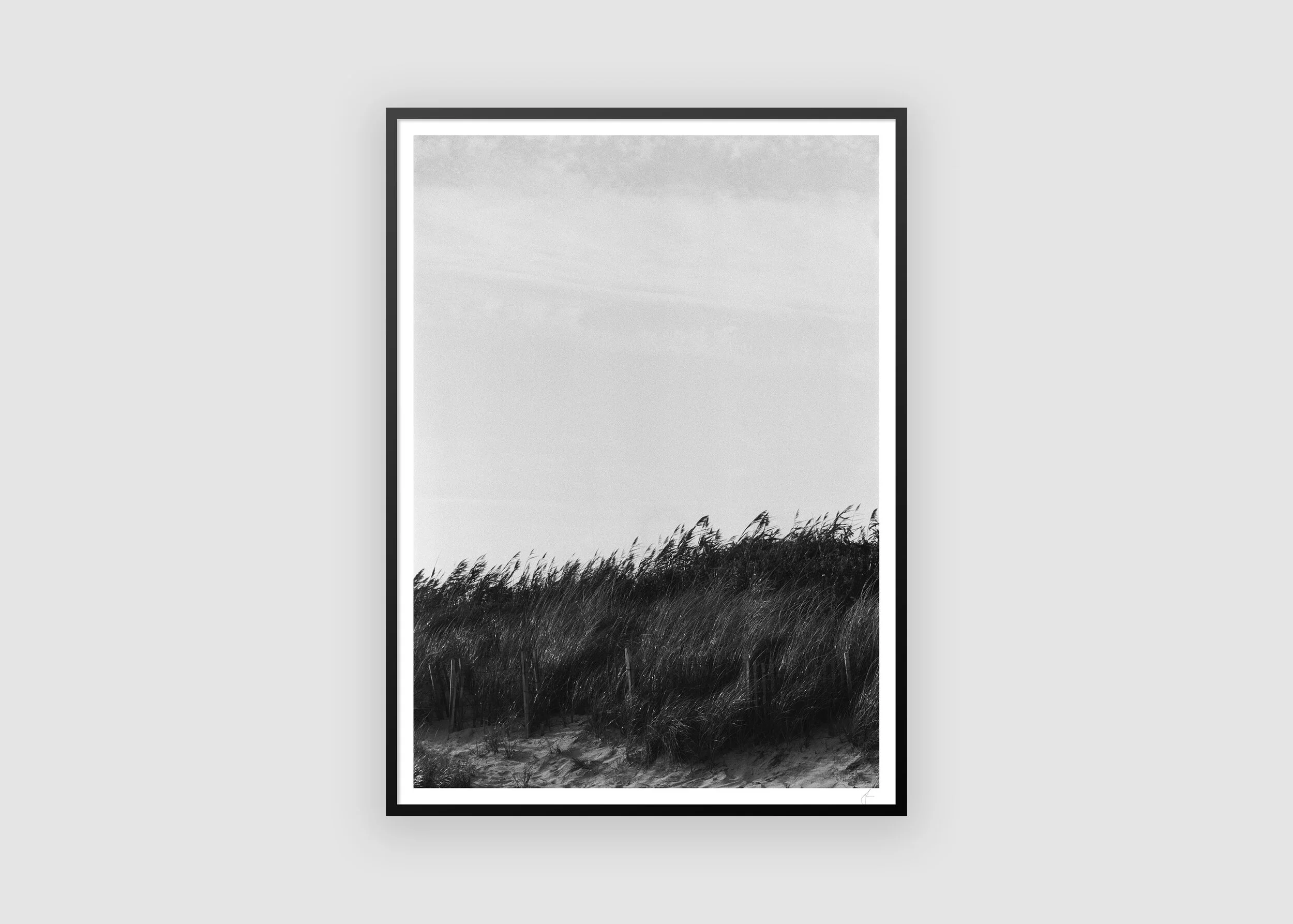 DUNE GRASS_grey.JPG