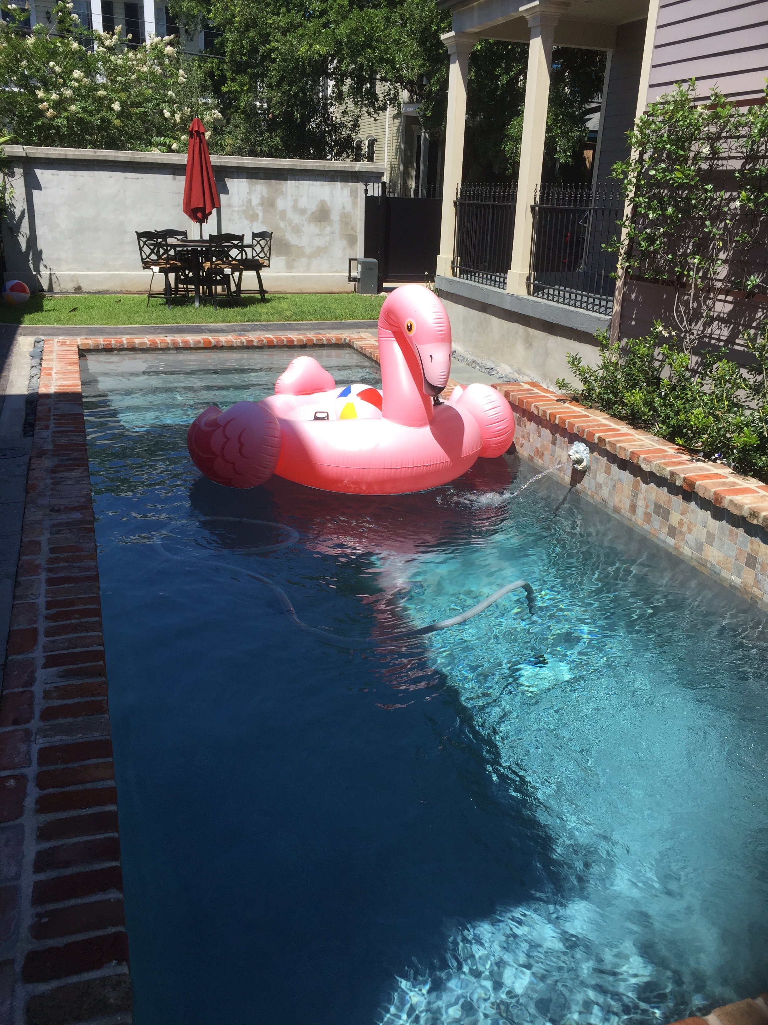 ‘Flo’ the flamingo