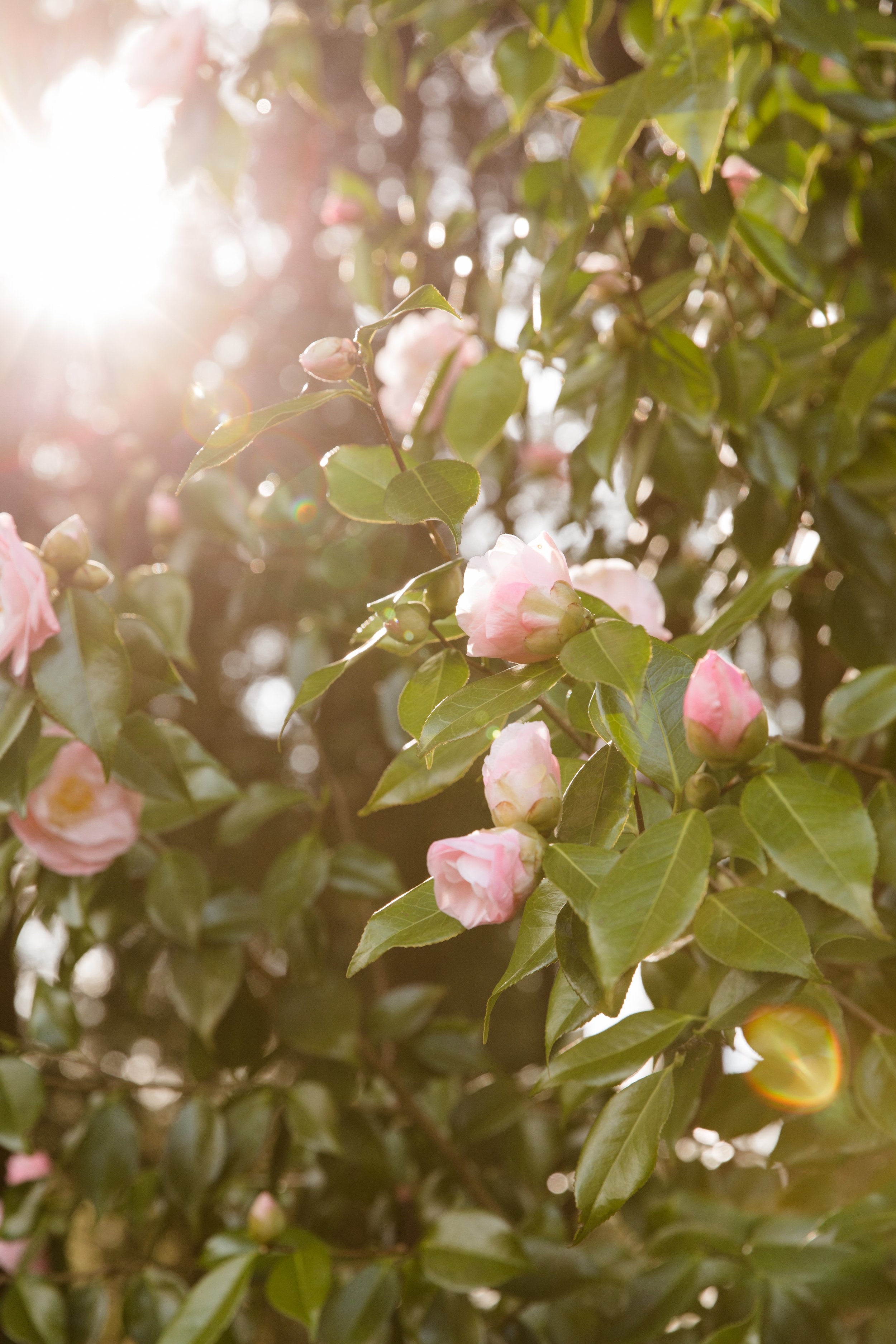 emilykeeney.Carnation-Farms-119.jpg