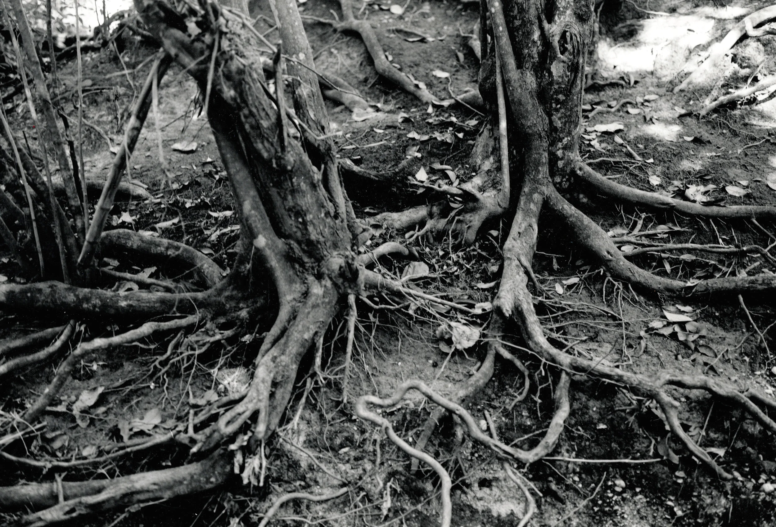 Rooted.jpg