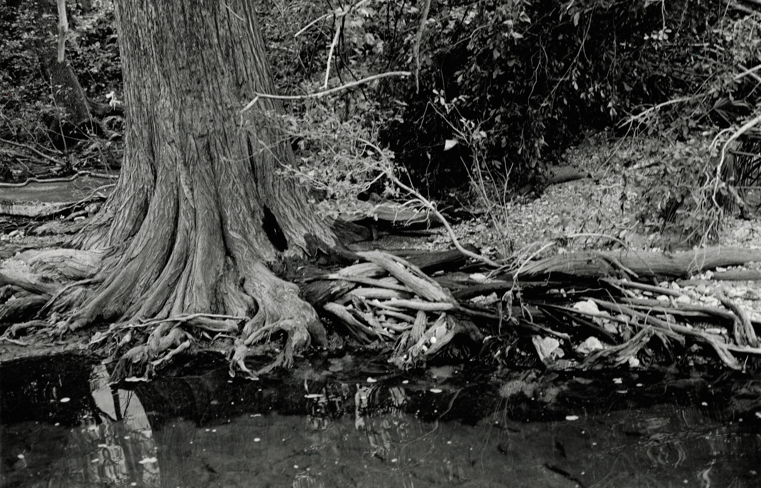 Roots.jpg