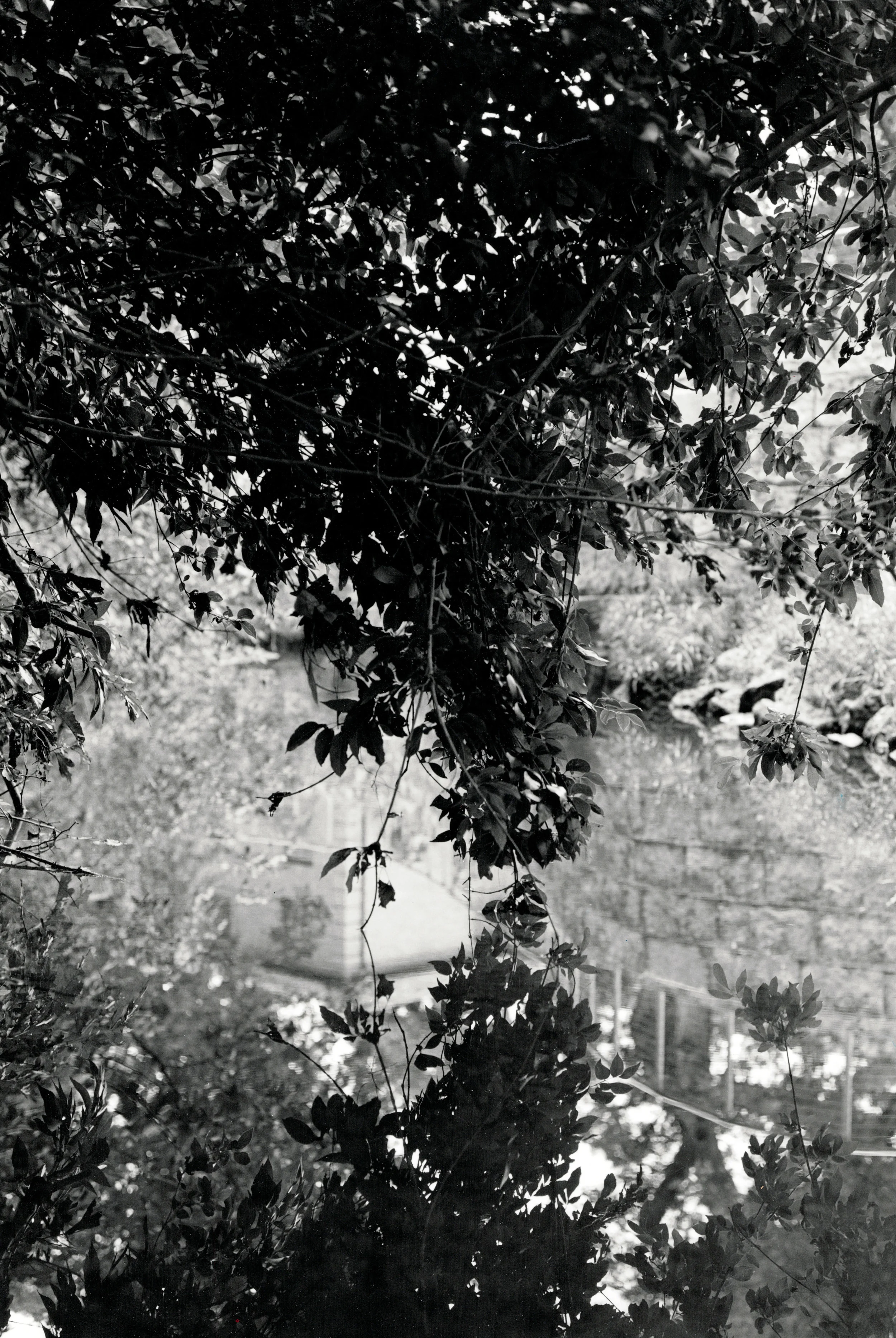 Tree Reflection.jpg