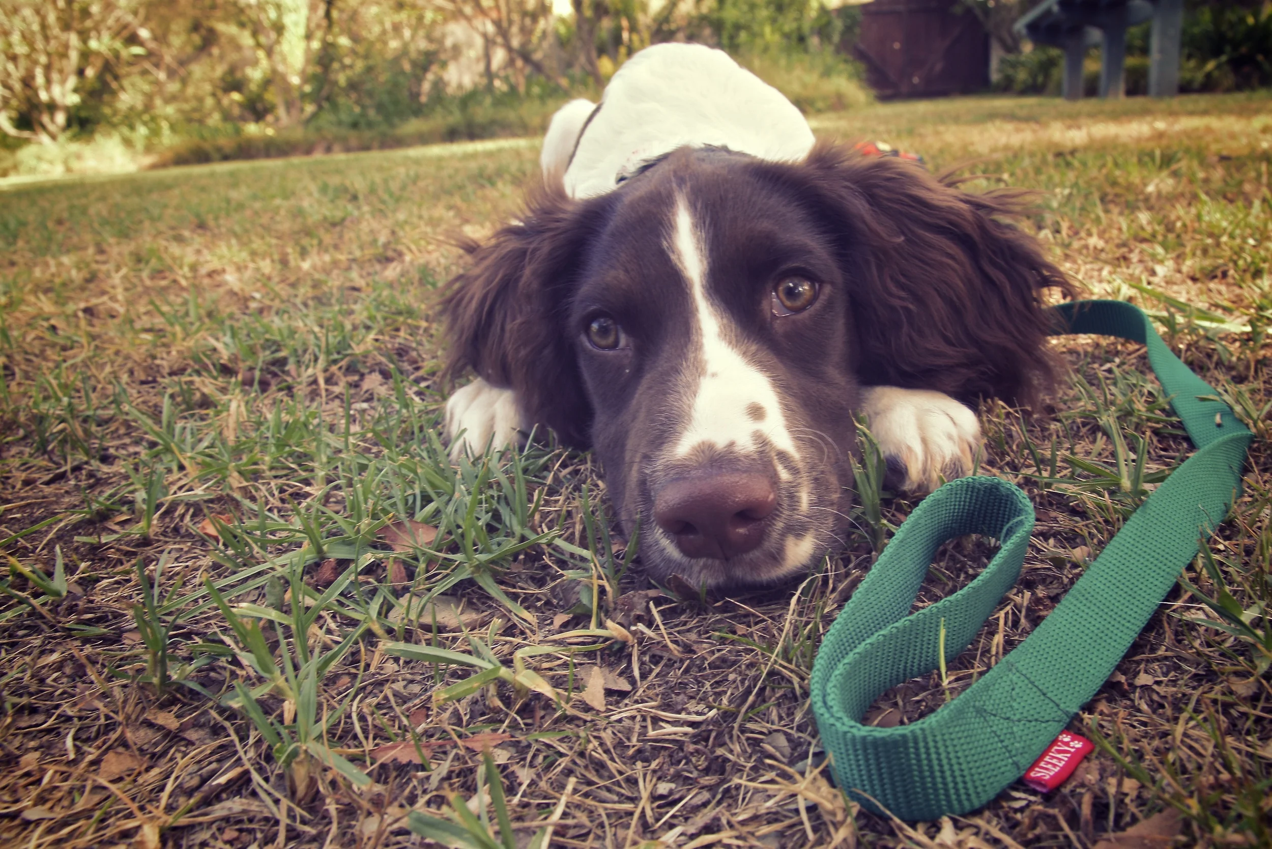 Lolling about with Pippin.jpg