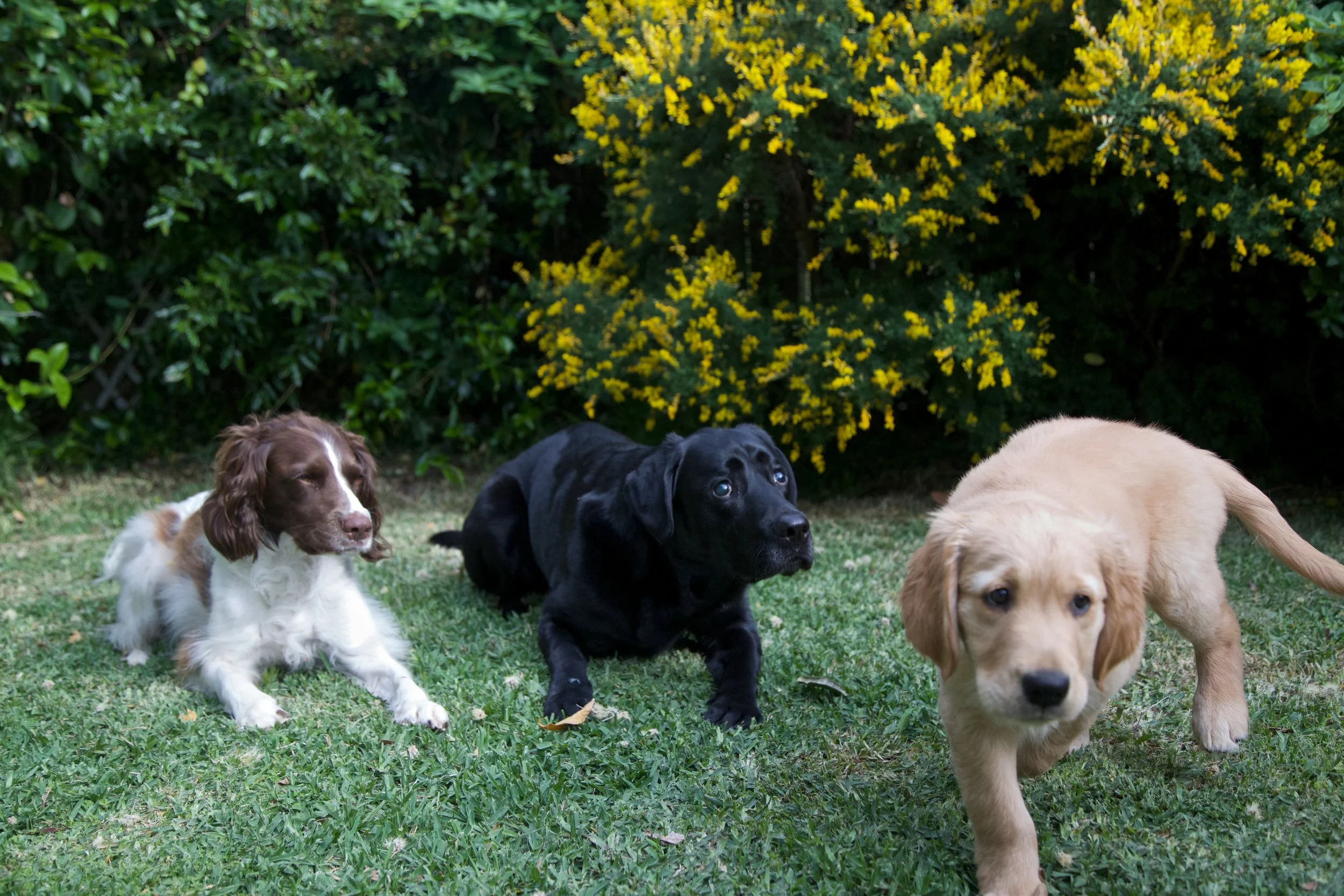 Rory is yet to master the skill of staying still for photographs!