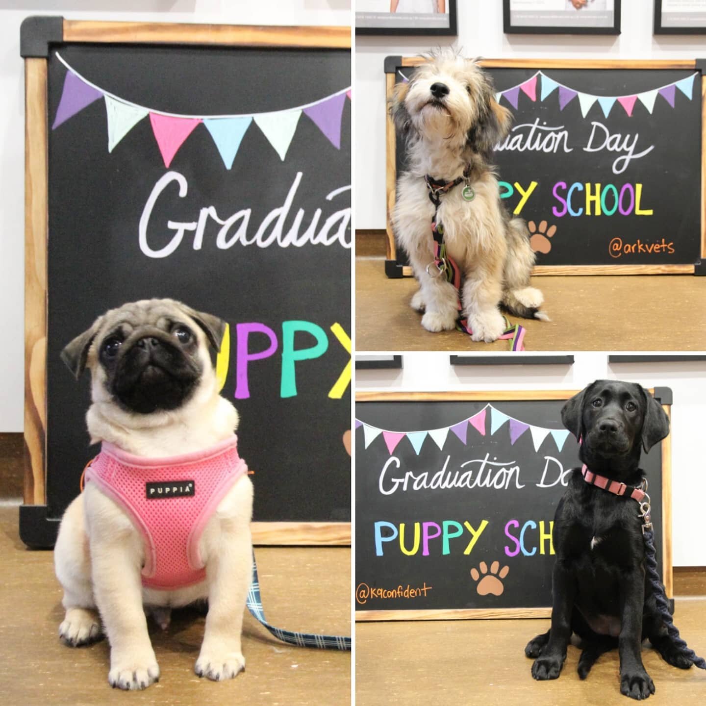 Some super cute puppy school grads from the weekend: well done Pokie, Coby and Luna! @arkvets #puppies #puppyclass #puppytraining #puppyschool #positivereinforcement #positivedogtraining #dog #dogs #dogsofinstagram #dogsofaustralia #dogsofsydney #pug