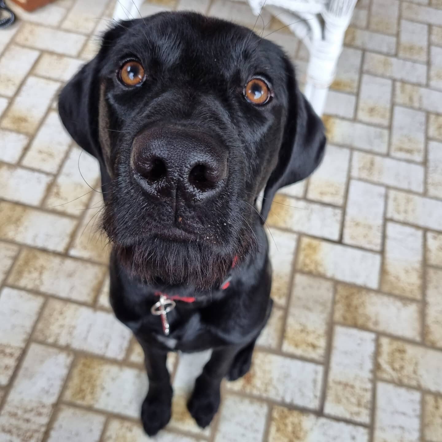 This is Argus who's been working with me on mat training, stays and impulse control games... don't you just love his beard!? 😍 #labradorcross #labmix #dogtrainer #dogtraining #positivereinforcement #positivedogtraining #dog #dogs #dogsofinstagram #d