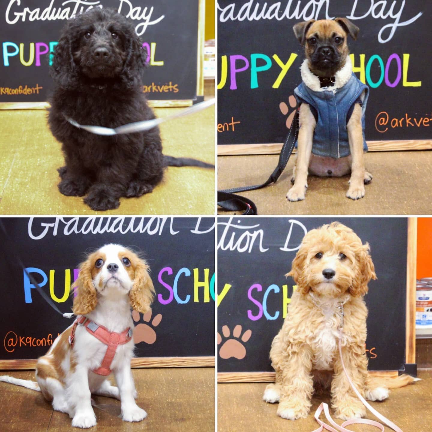 More super cute puppies from my Tuesday night class! Well done to Alfie, Rosie, YY and Nala - it's been such fun hanging out with you all! @arkvets #puppies #puppytraining #puppyclass #puppyschool #dogtraining #positivereinforcement #positivedogtrain