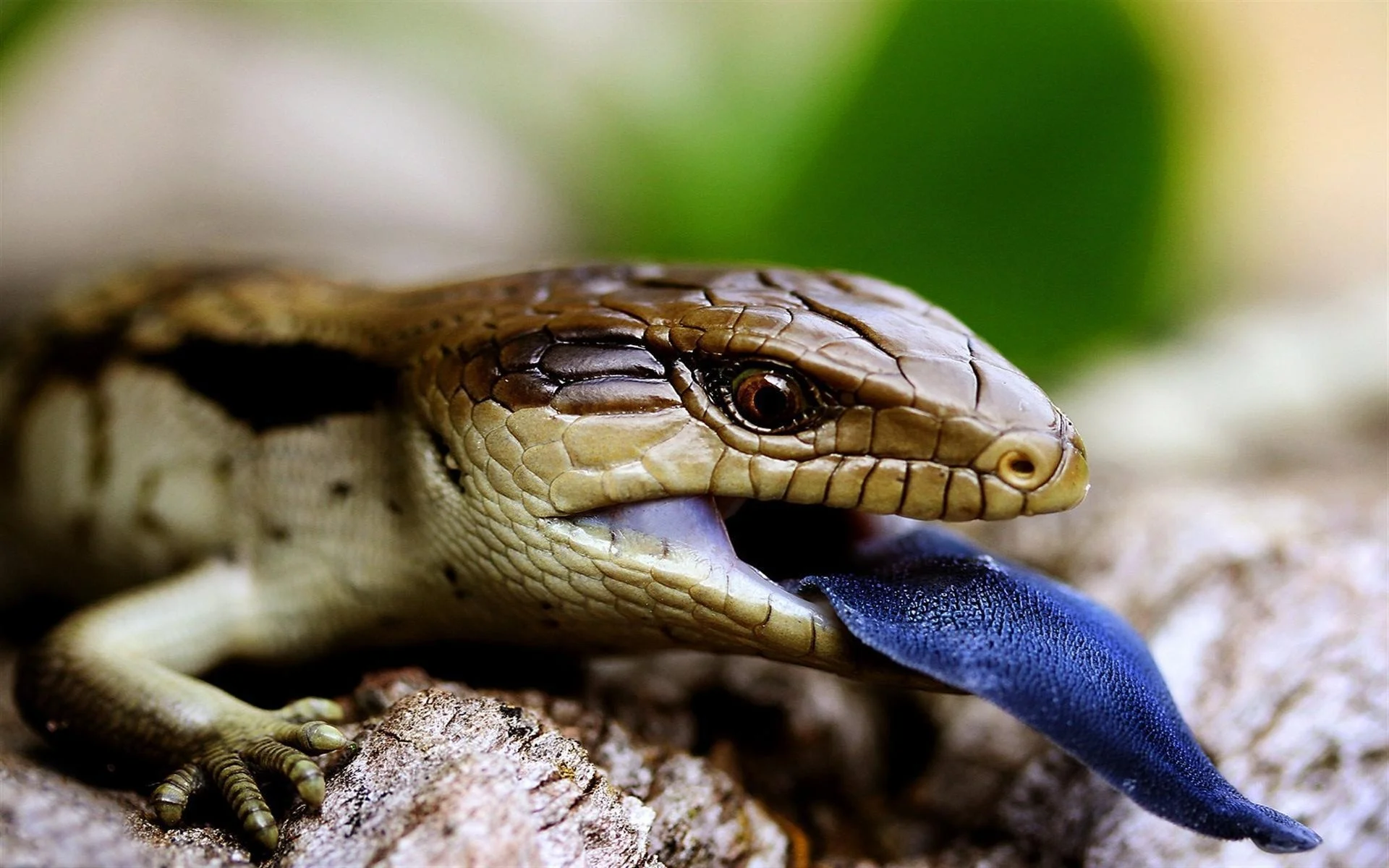 Blue-Tongue-Lizard-Animal-HD-Wallpaper.jpg