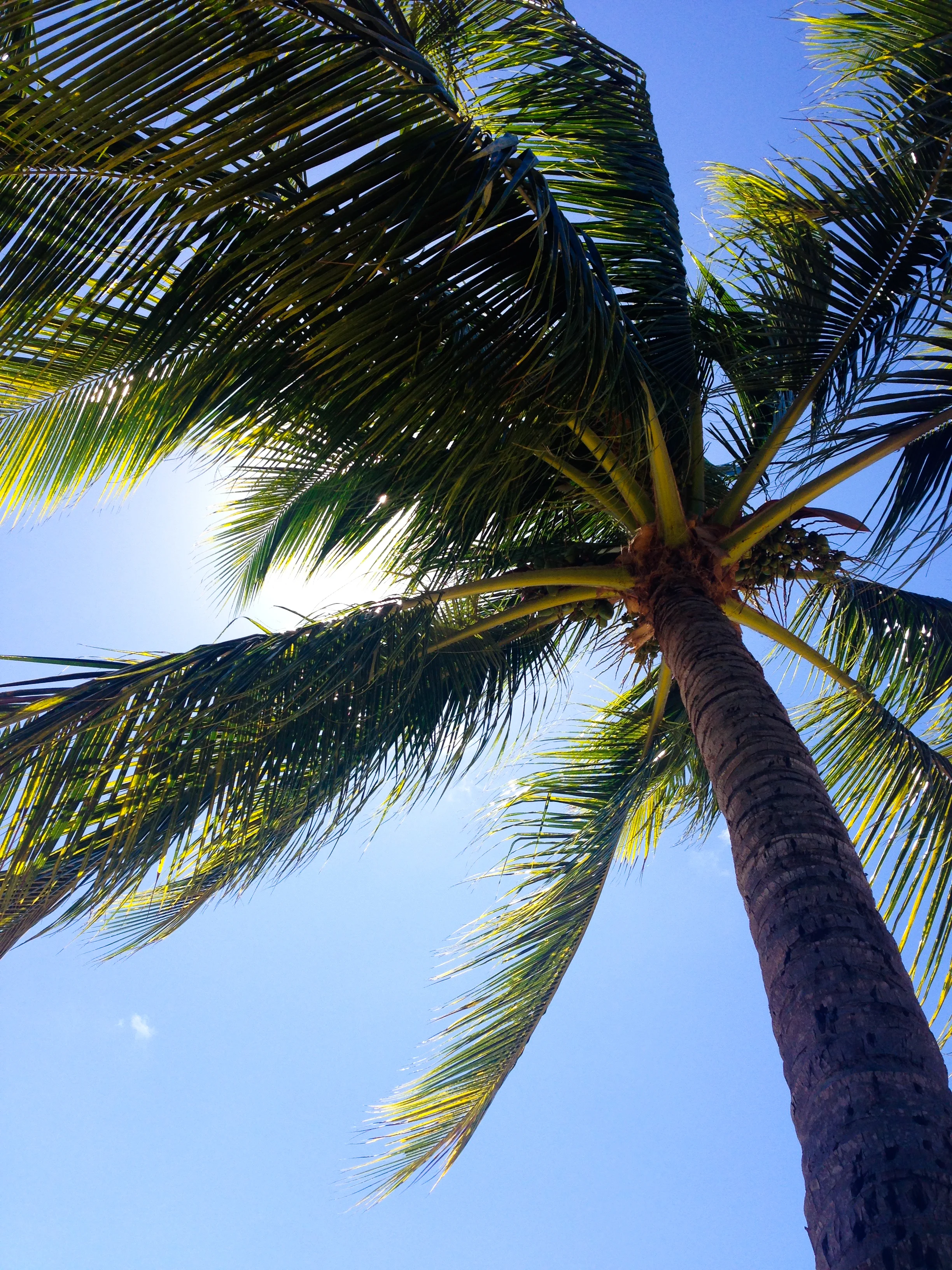 I have received reports of communities in the Philippines which have fermented coconut to make coconut vinegar. This vinegar is substantially cheaper than white vinegar, and (anecdotally) has the same effect as store bought vinegar.