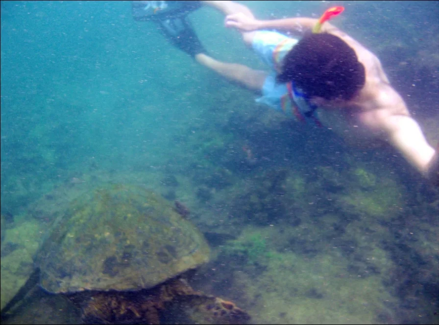 Swimming with a sea turtle through “Los Tuneles,” Ecuador