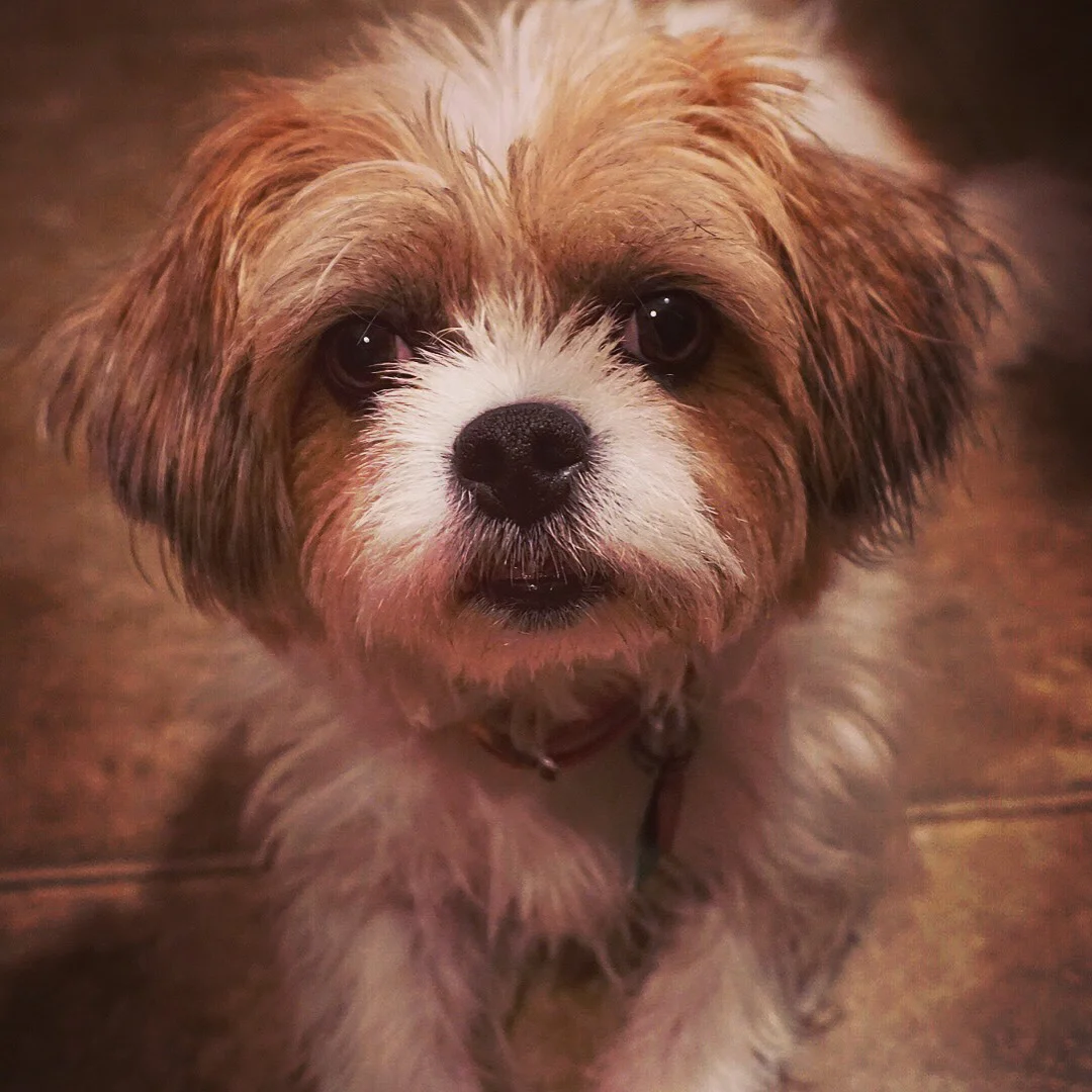 Bailey