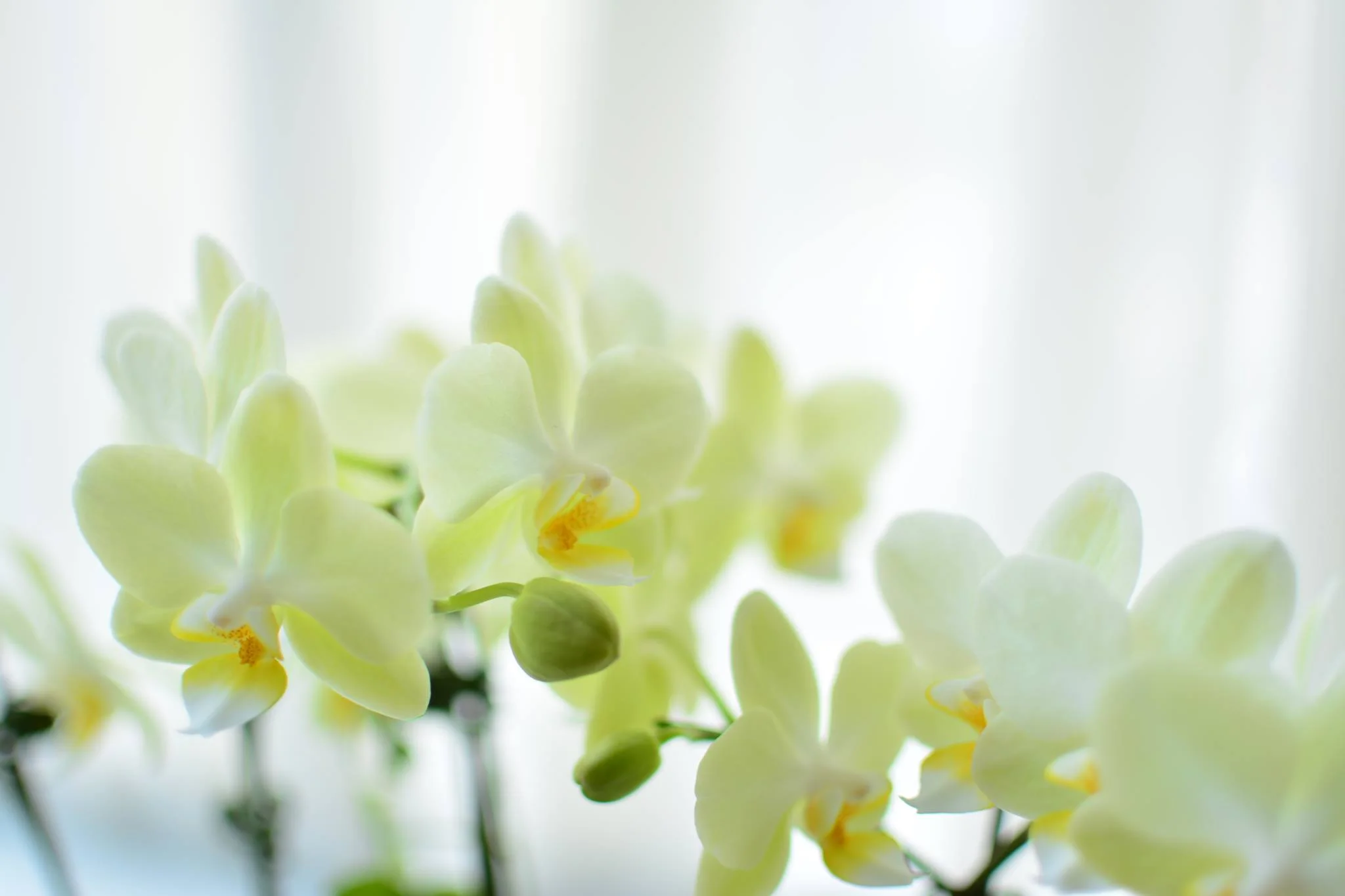 orchid-closeup.jpg