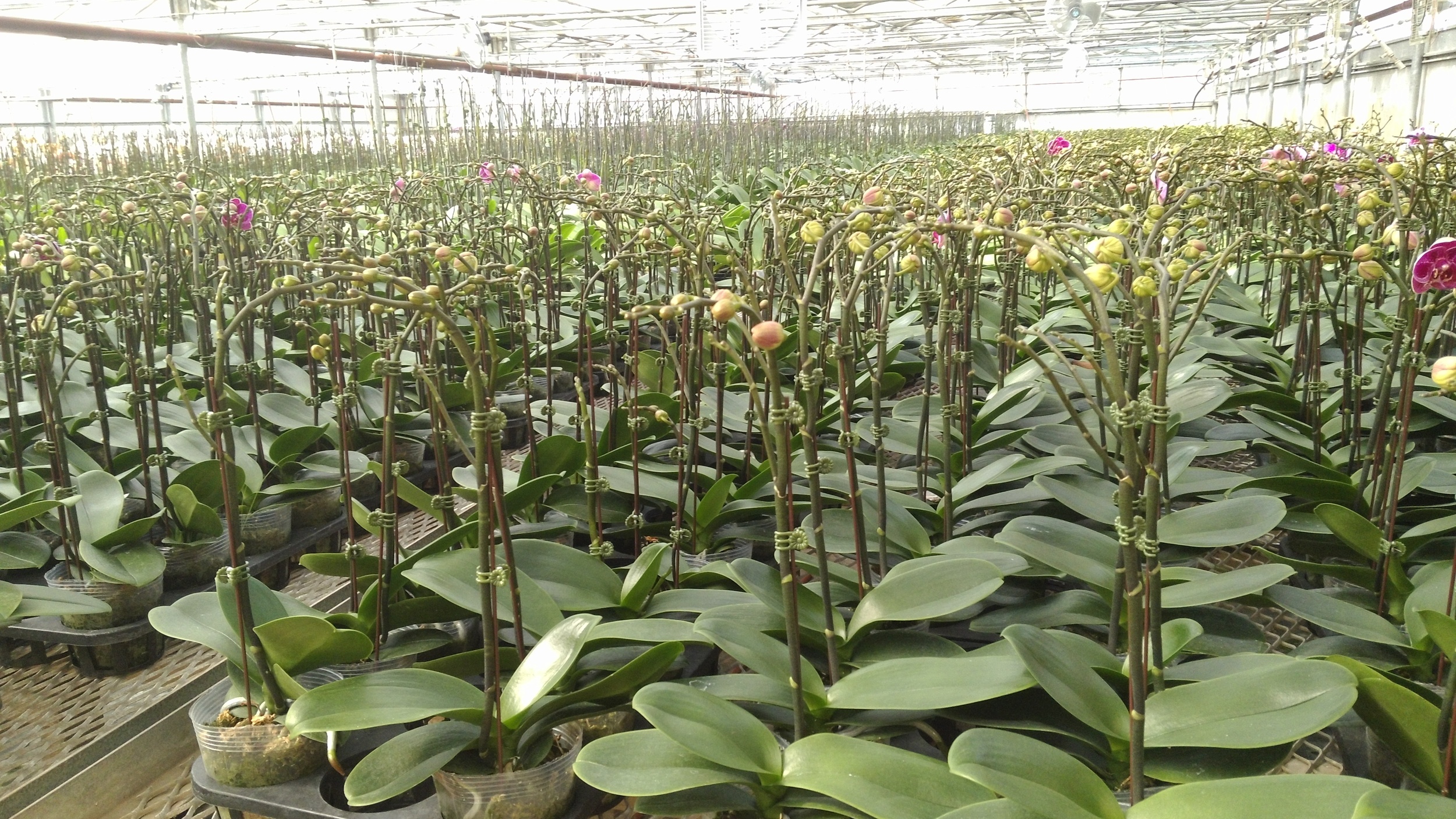 Phalaenopsis orchids that have spiked.