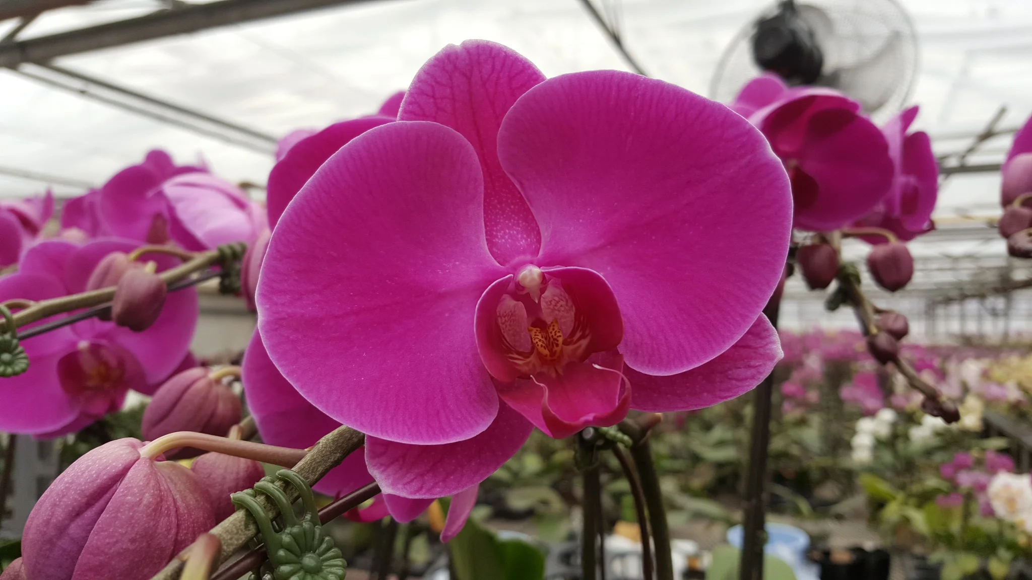 Cinderella x Coris "LS256"