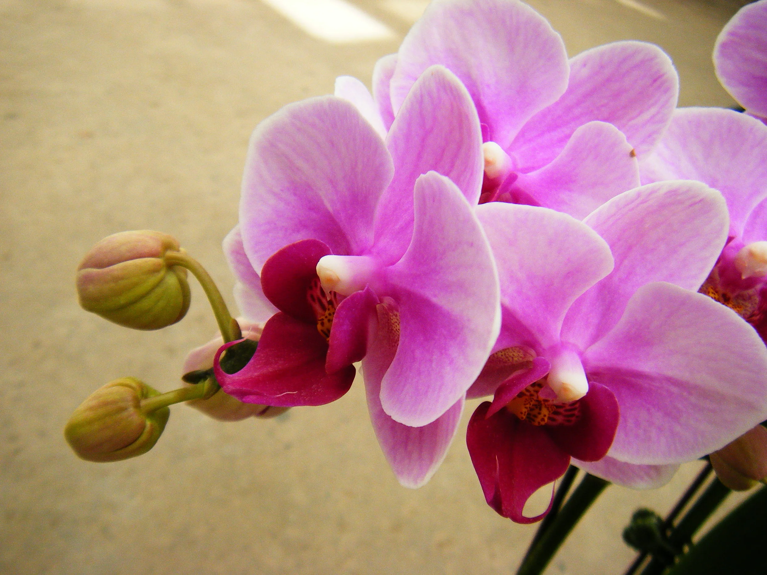 DSCF2467.JPG
