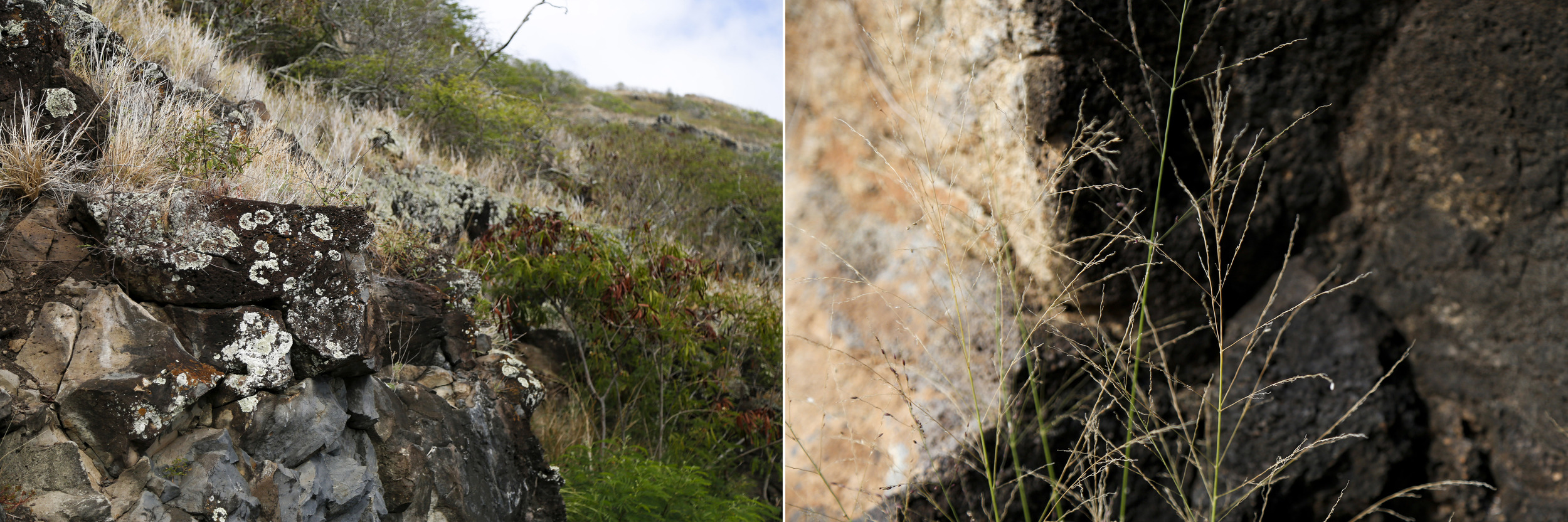 Hawaii_Ho'olohePono2016_Diptic1.jpg