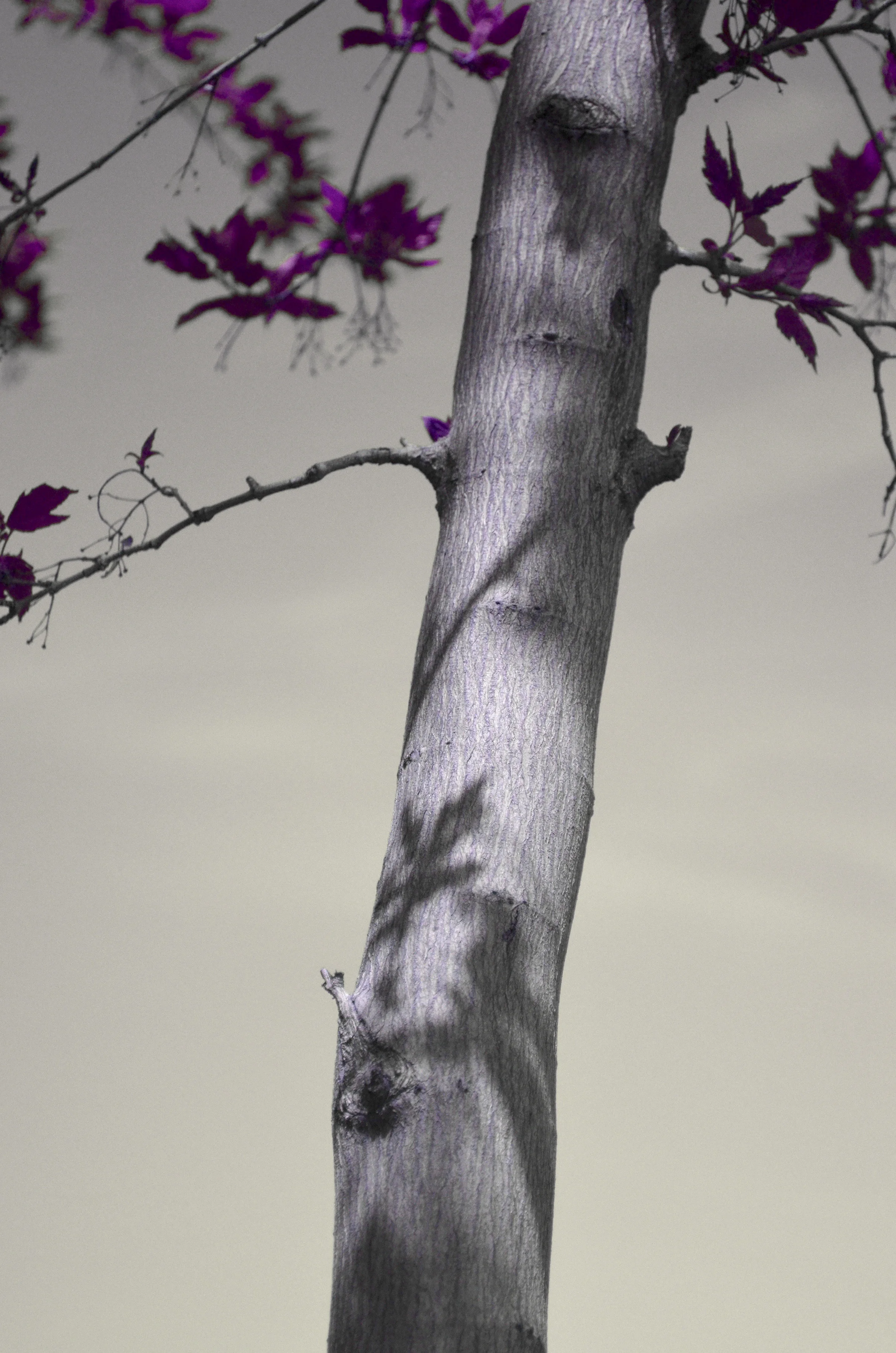 blk pink tree final.jpg