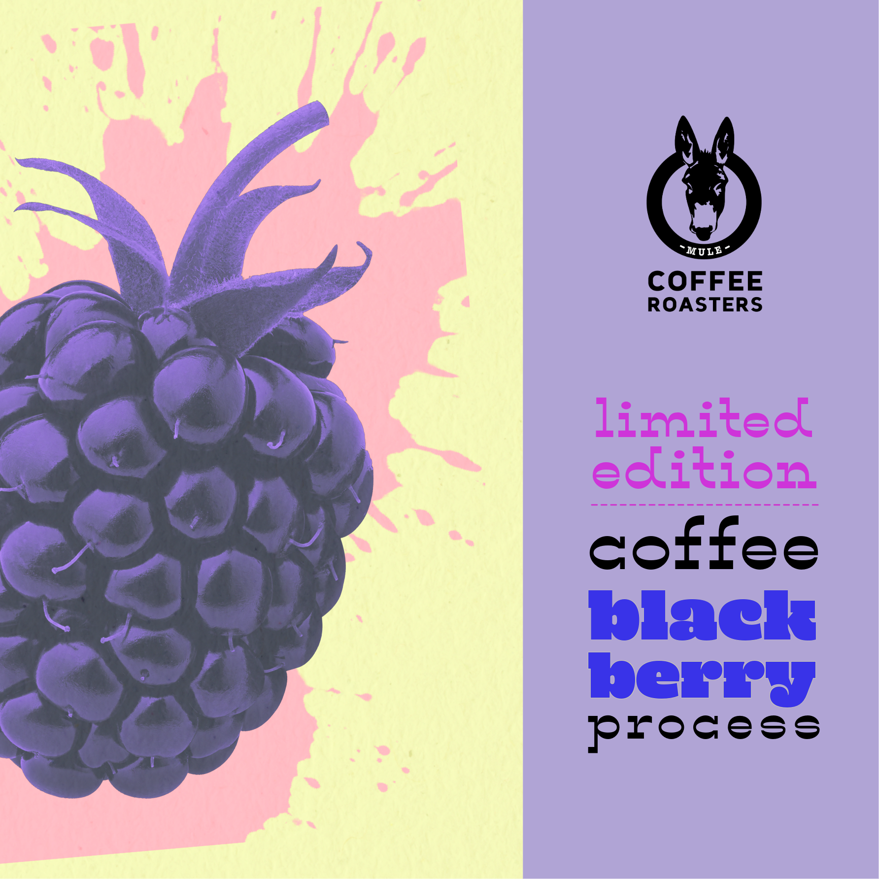 Single Origin - Blackberry Process + Wine Yeast