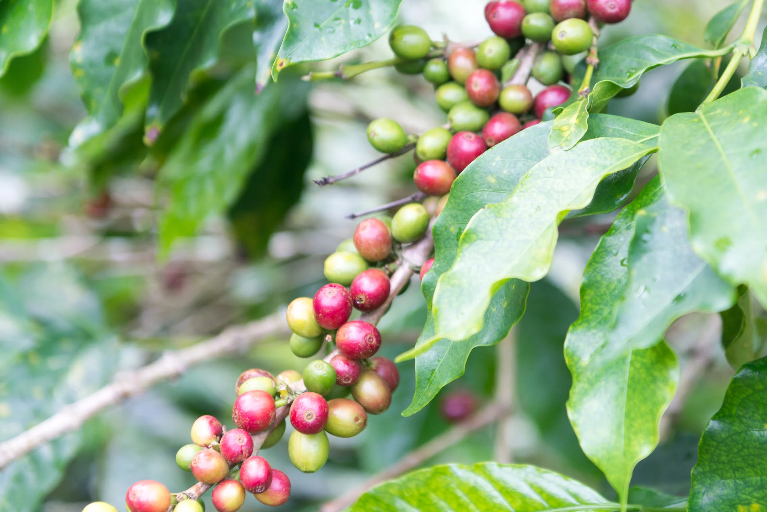 Mule Coffee Roasters