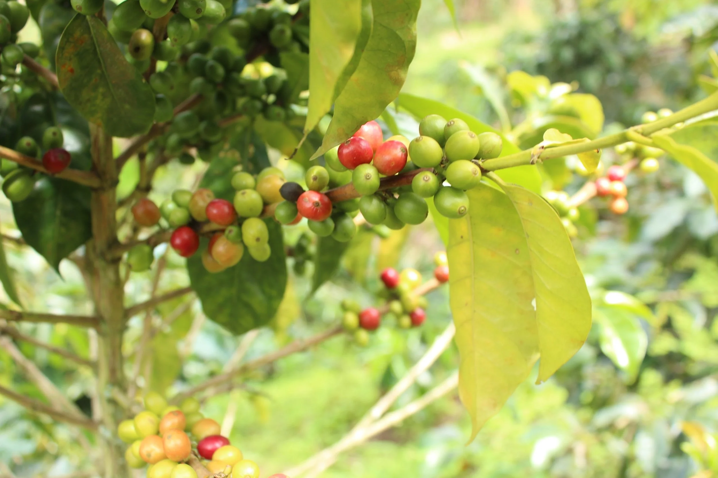 12Kg BUSINESS SUBSCRIPTION - Signature Blend Coffee-$38 Kg