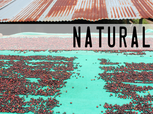 Educational Specialty Coffee Foundations