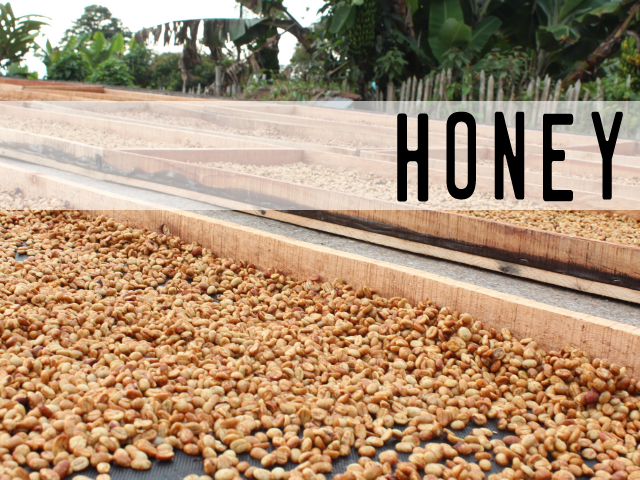 Educational Specialty Coffee Foundations