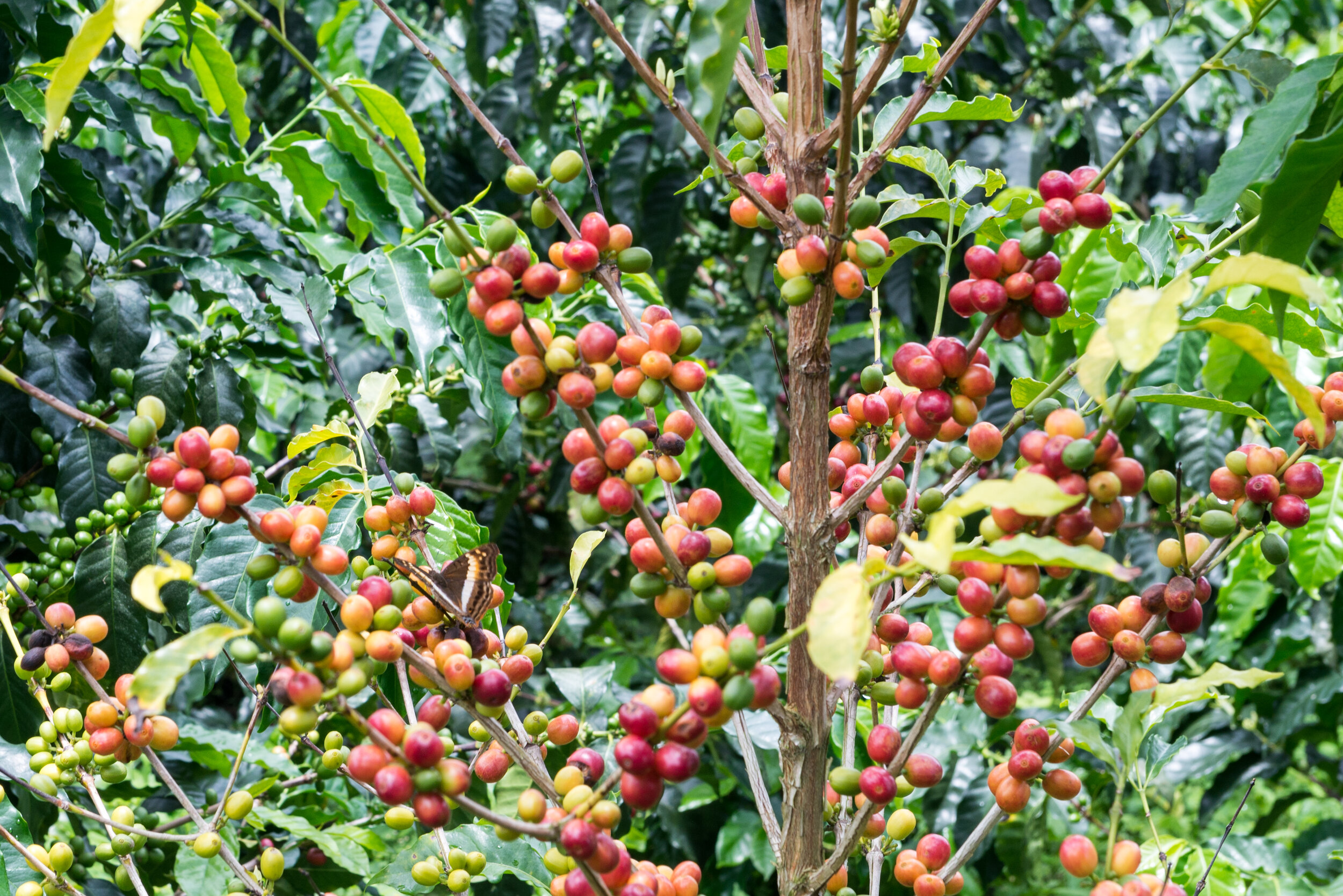 Mule Coffee Roasters 