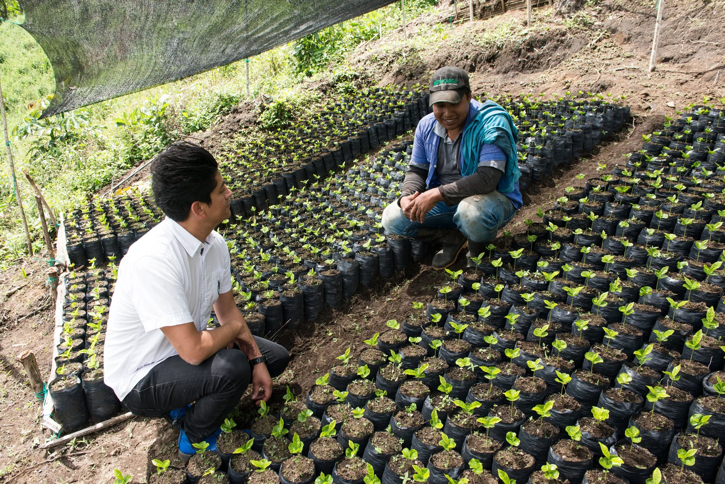 An Everchanging Coffee Industry