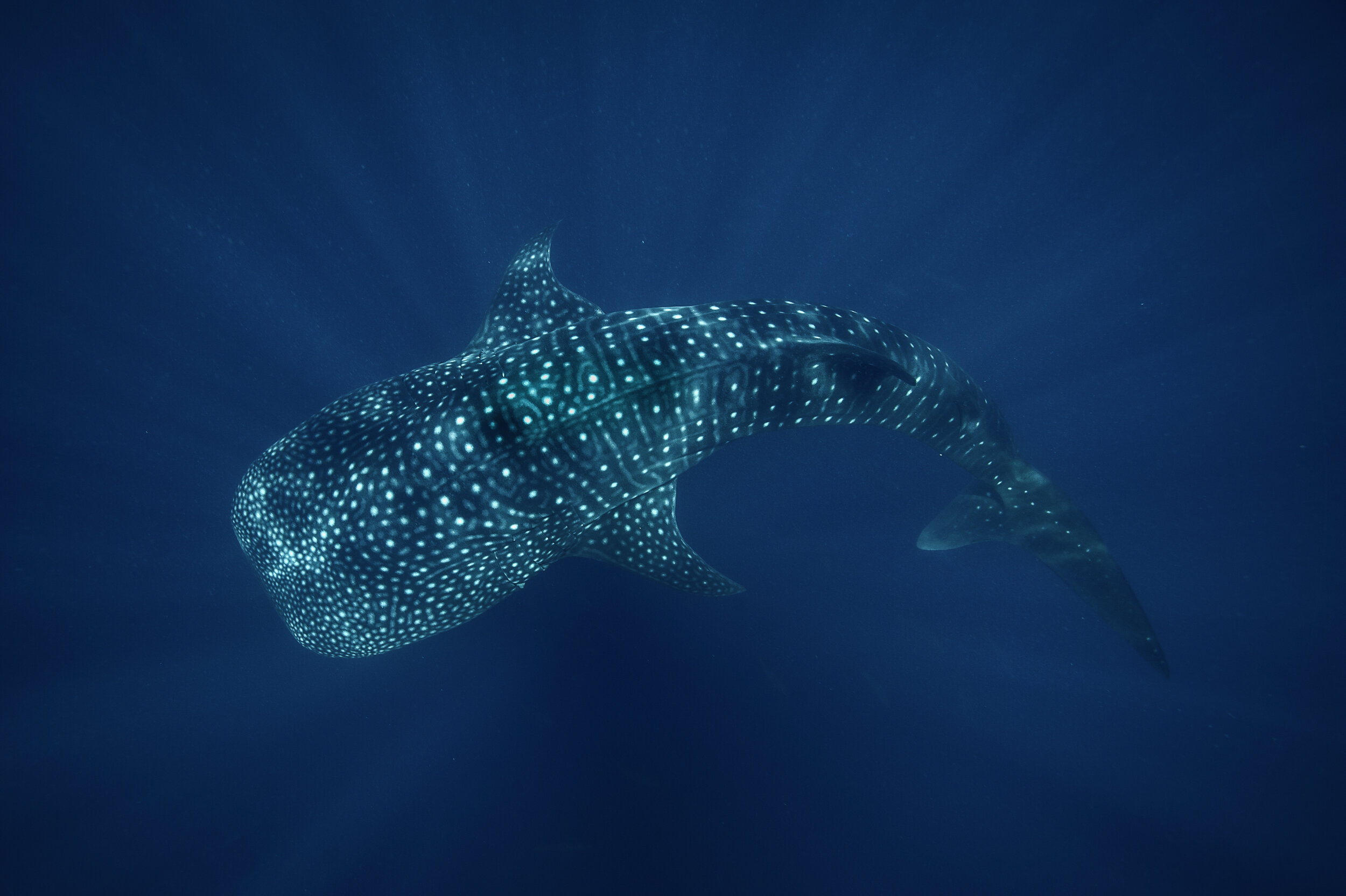 Whale Shark - Nick Riley (1 of 1).jpg