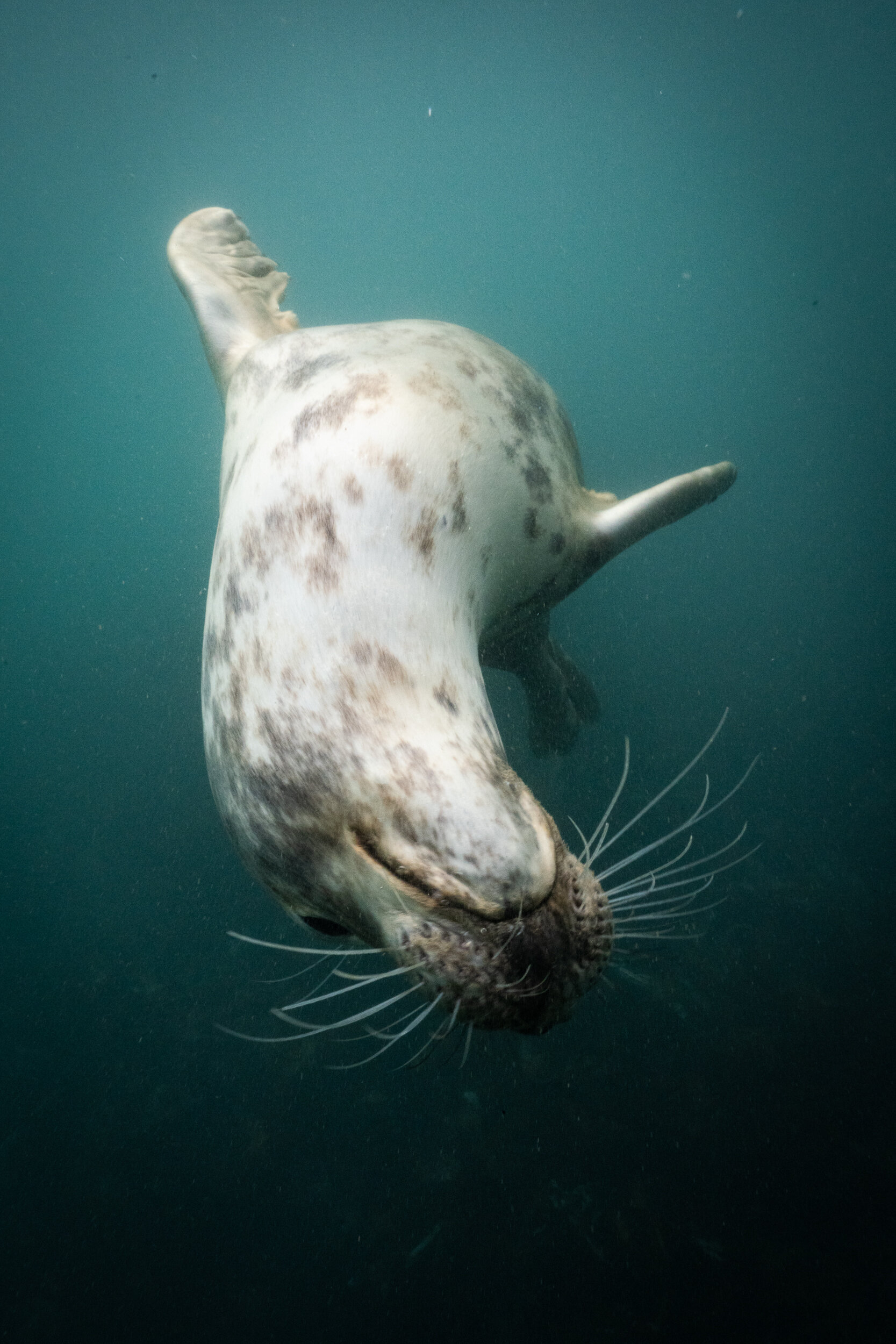 Lundy Seals-2.jpg