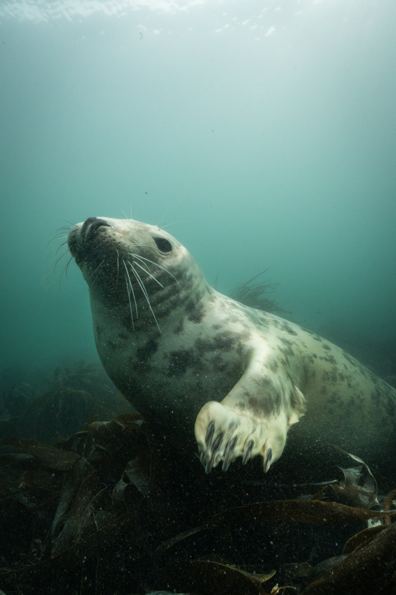 Lundy Seals-4.jpg