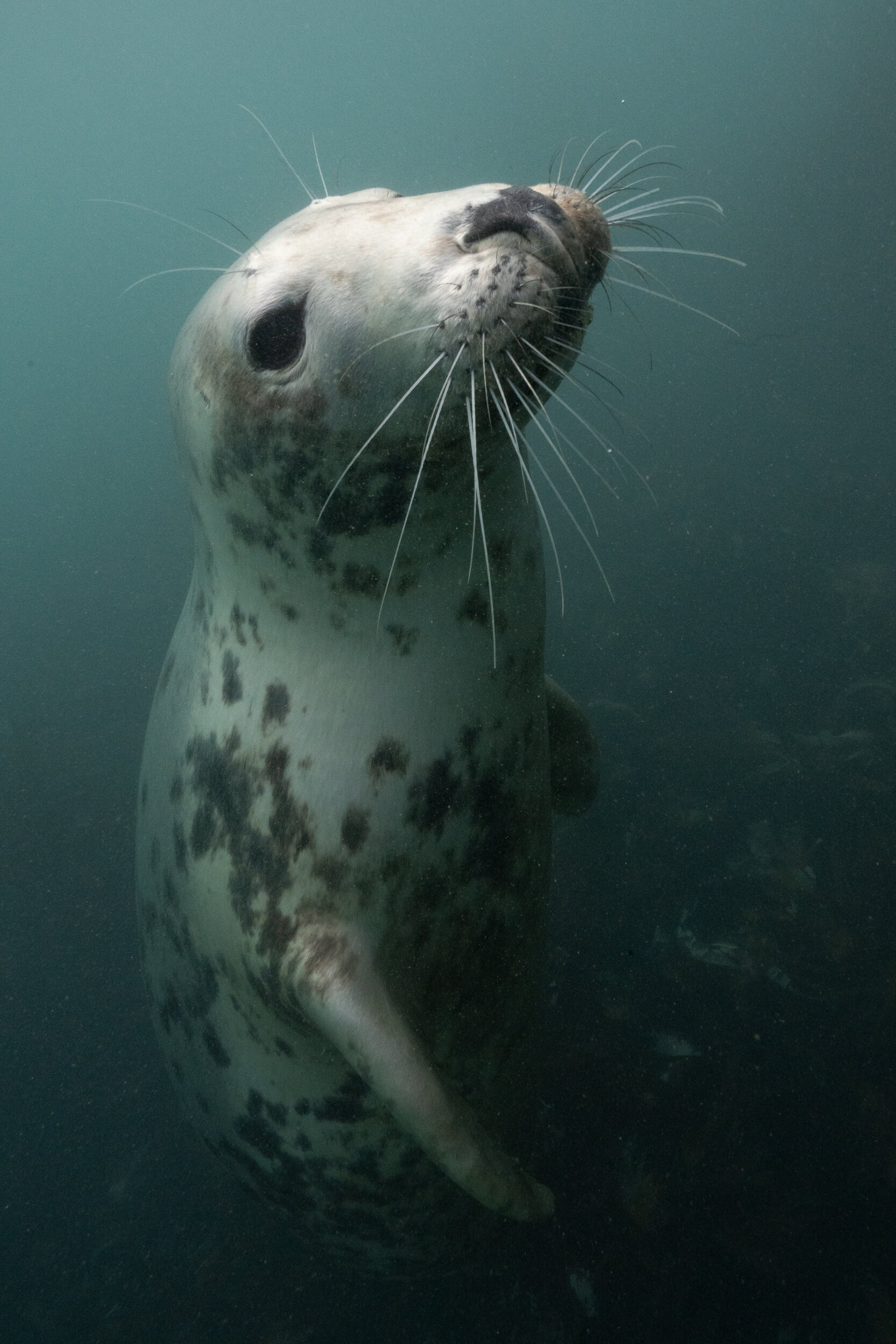 Lundy Seals-6.jpg