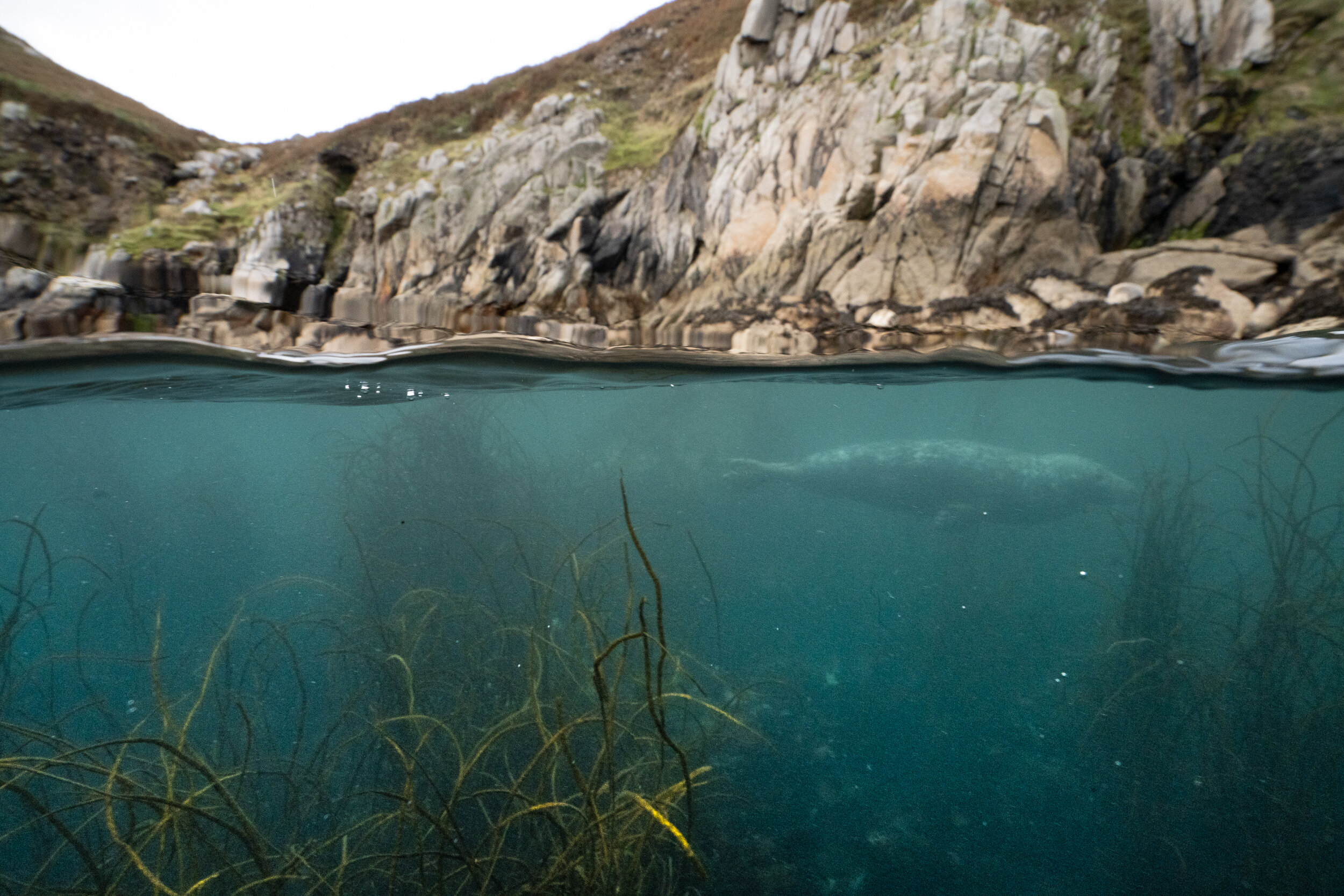 Lundy Seals-7.jpg