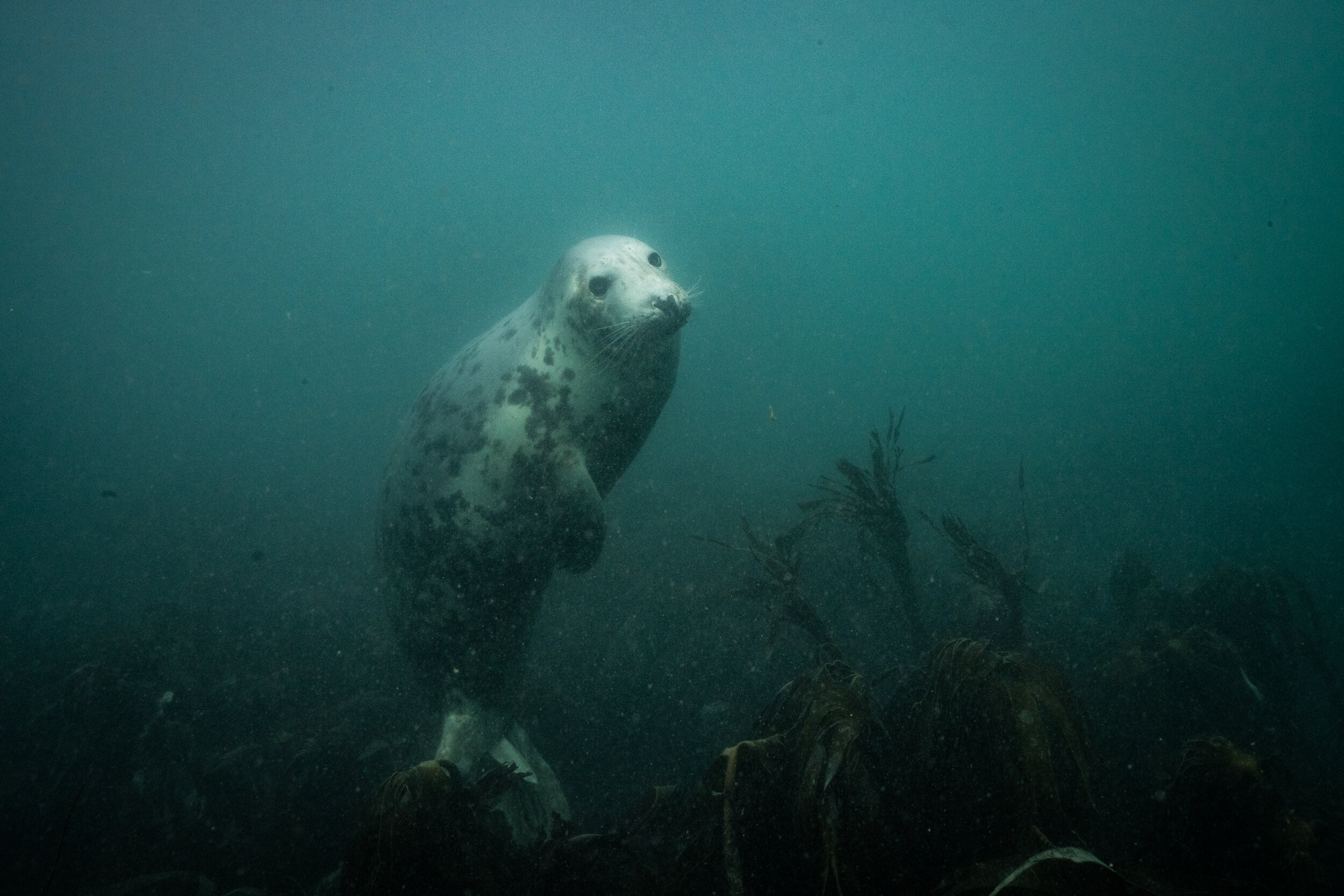 Lundy Seals-9.jpg
