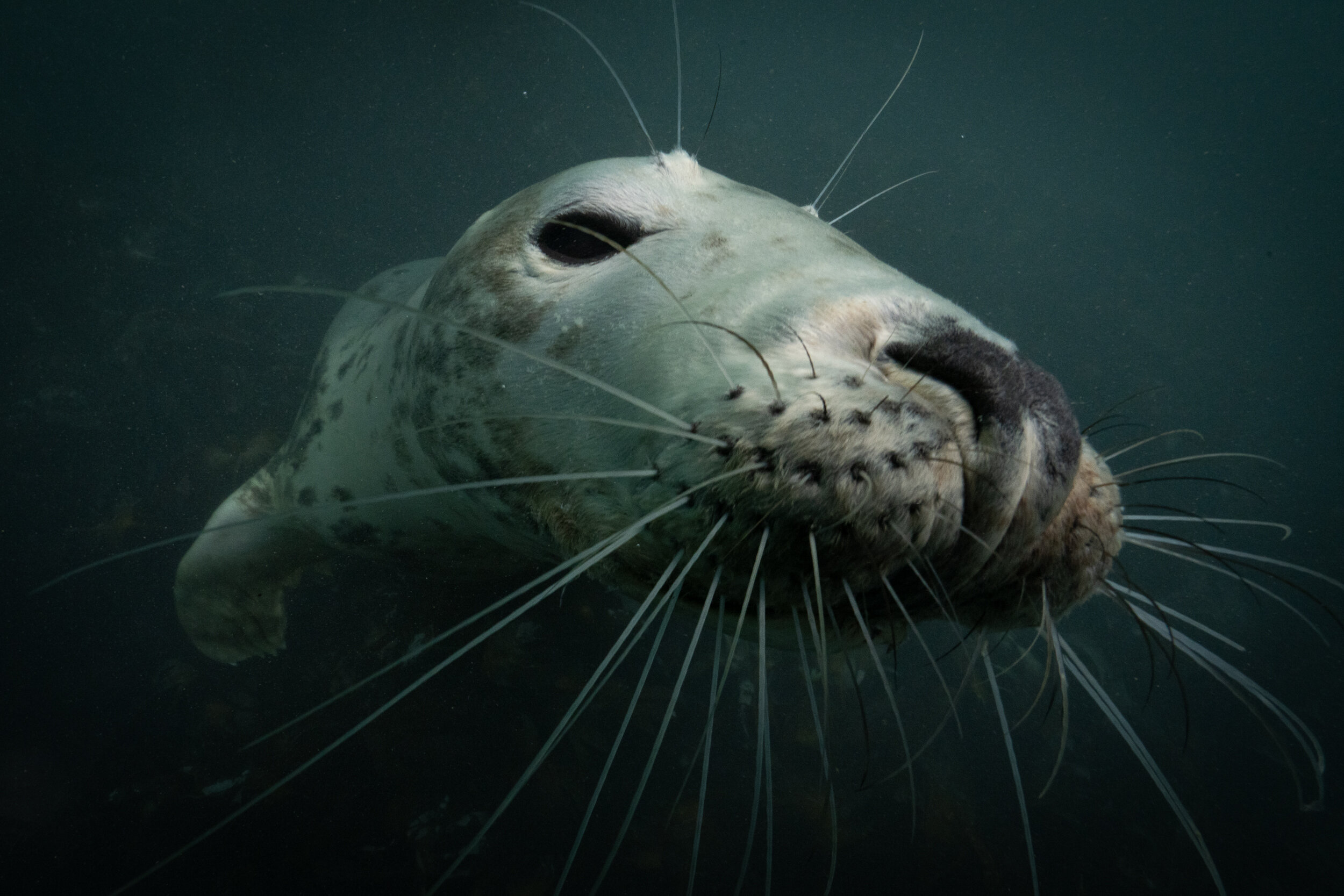 Lundy Seals-8.jpg