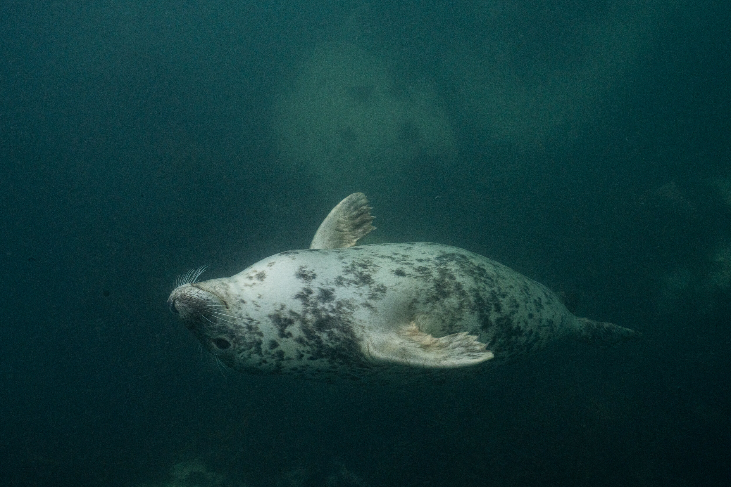 Lundy Seals-10.jpg