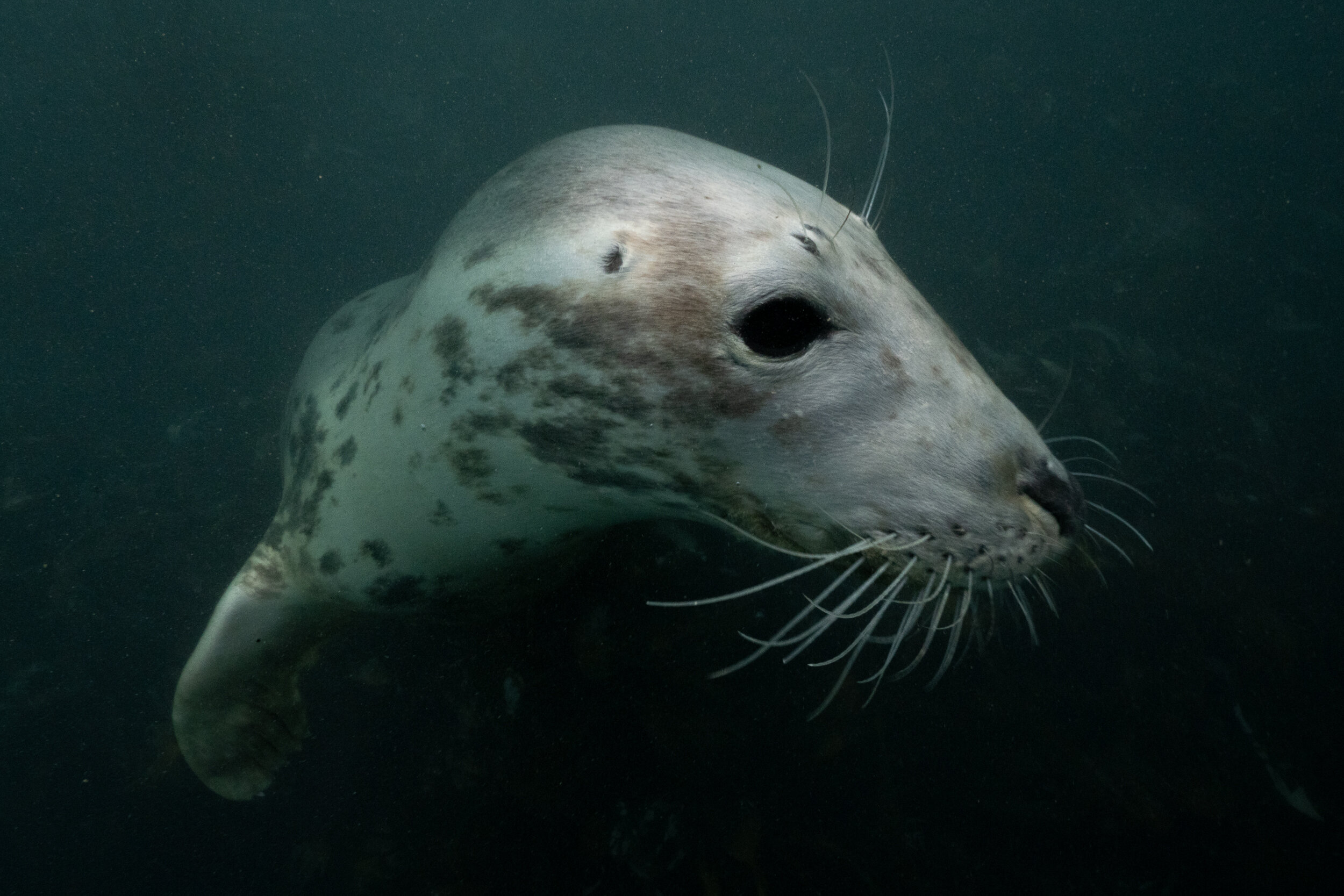 Lundy Seals-12.jpg