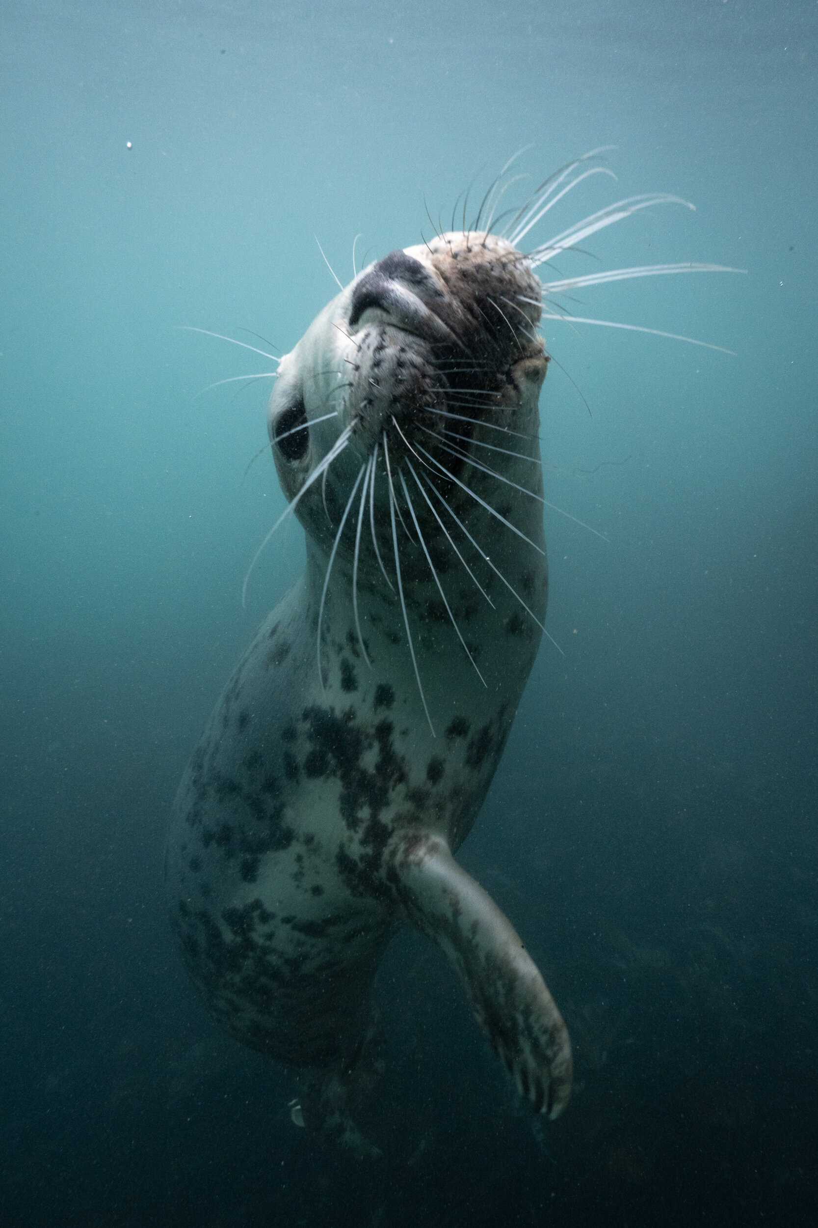 Lundy Seals-11.jpg