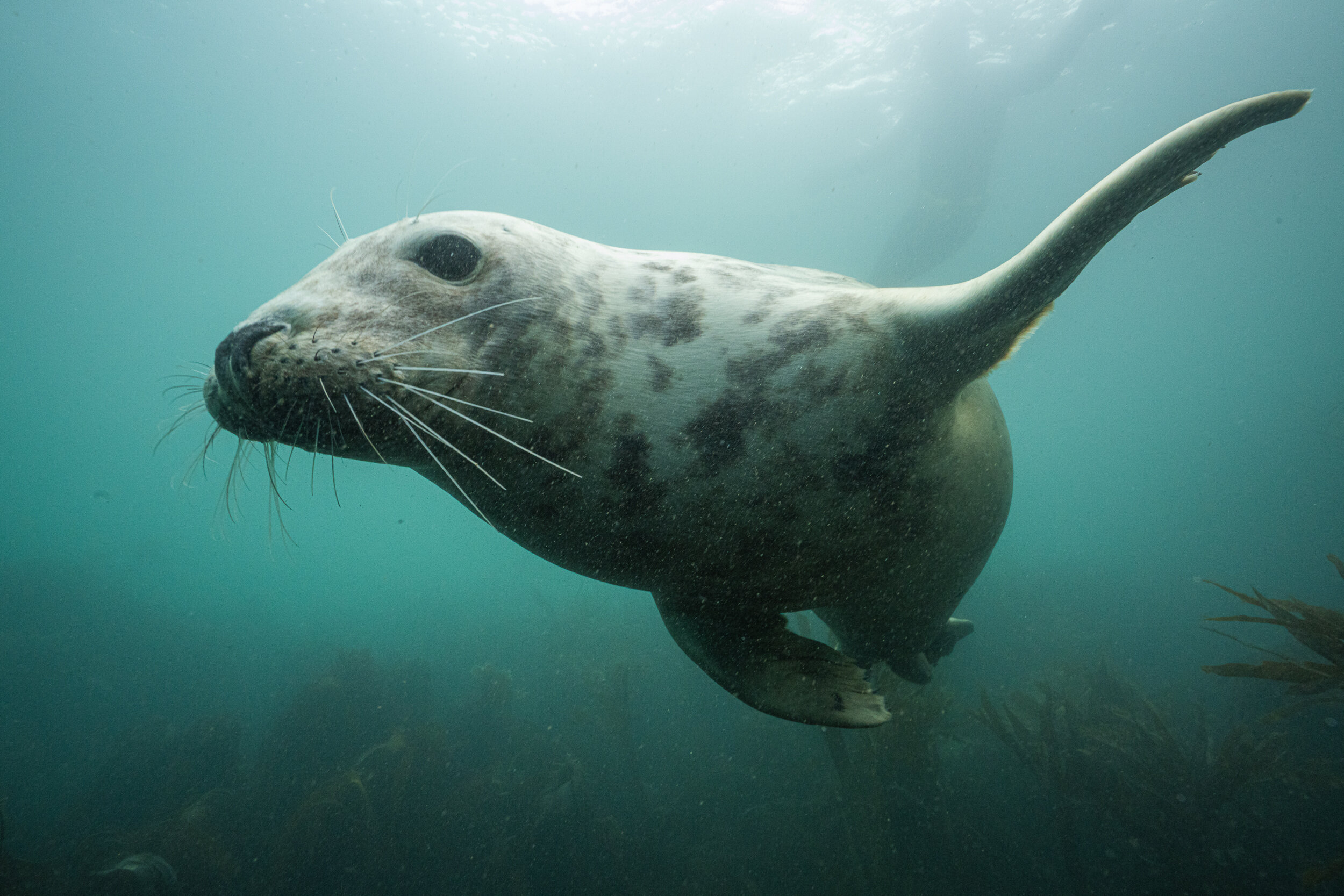 Lundy Seals-13.jpg