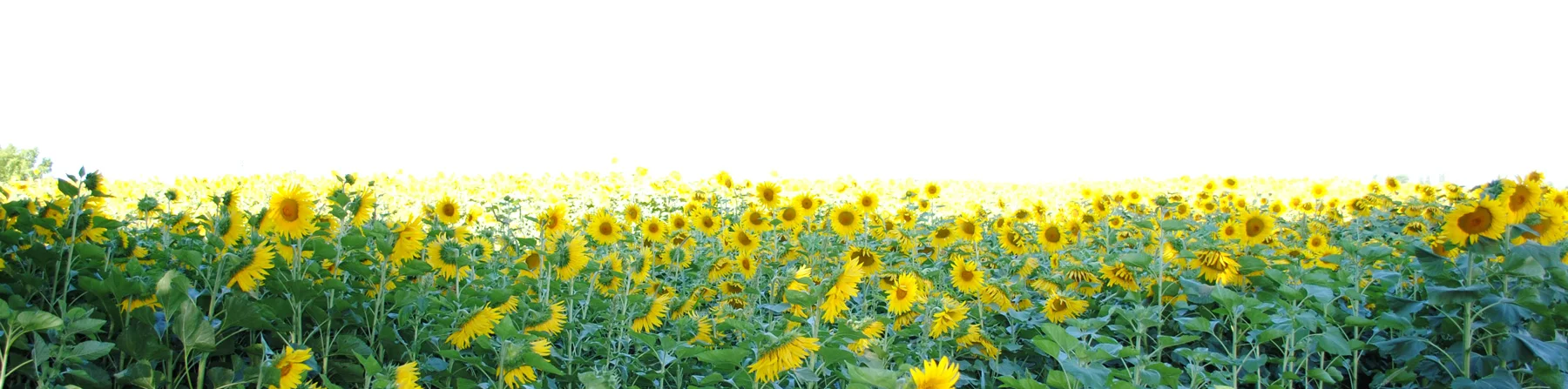 DSC_0010_web.jpg
