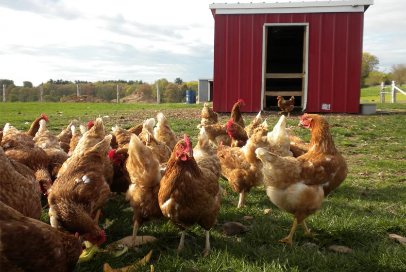 Farm Fresh Products Connecticut Chickens, Connecticut Eggs