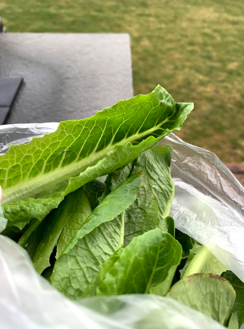 aquaponic greens — farm fresh products myfarmstand.com