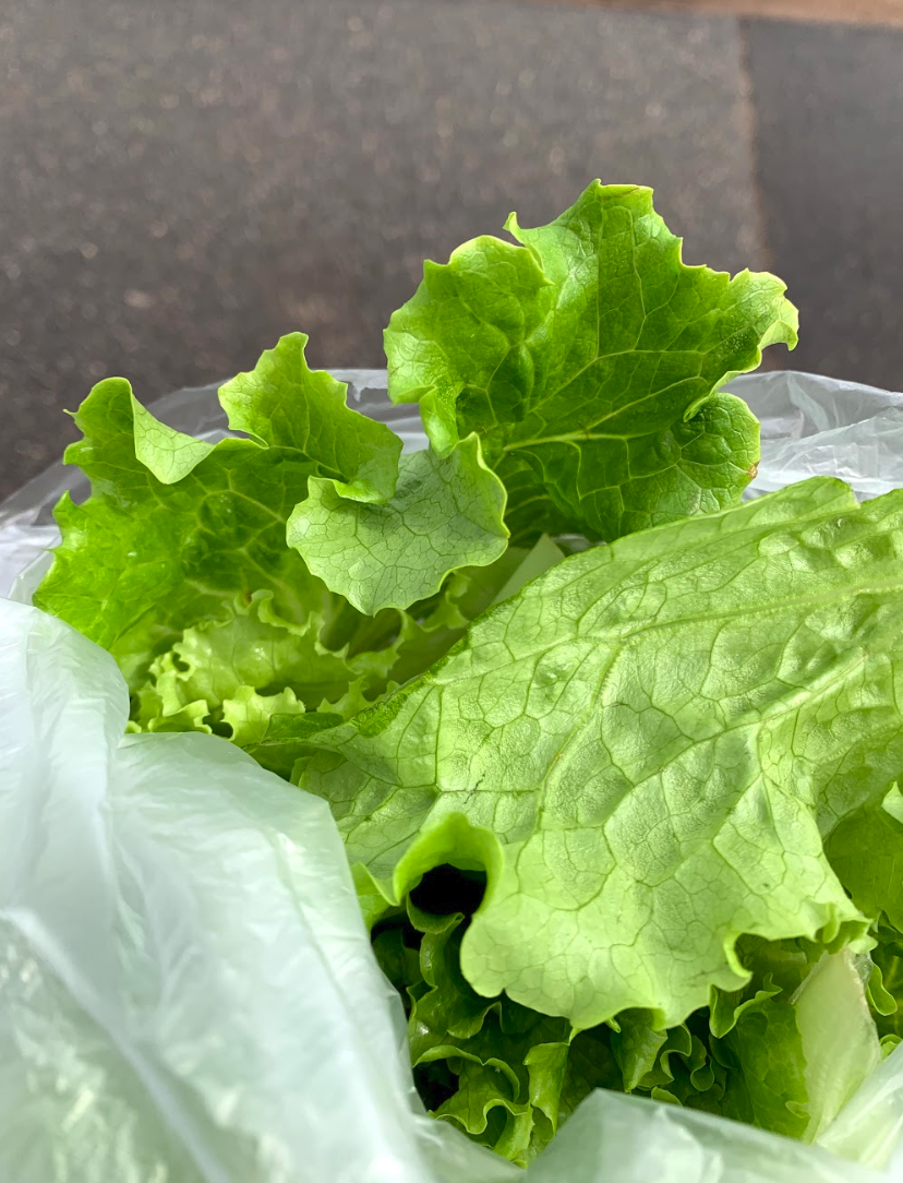 diy aquaponics and how to easily build one