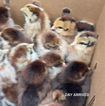 chick.png
